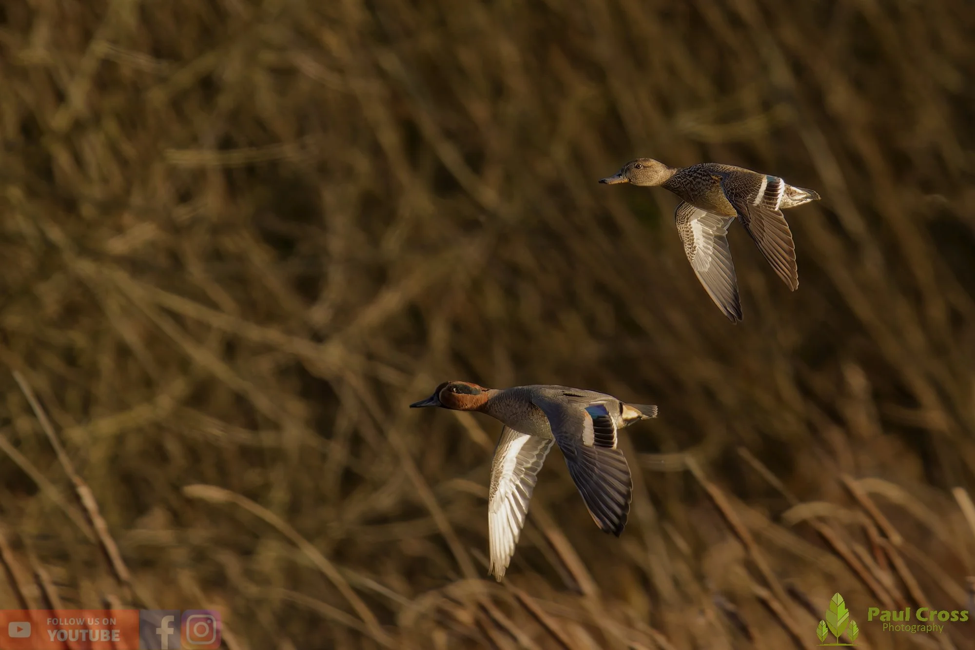 Common Teal-00039.jpg