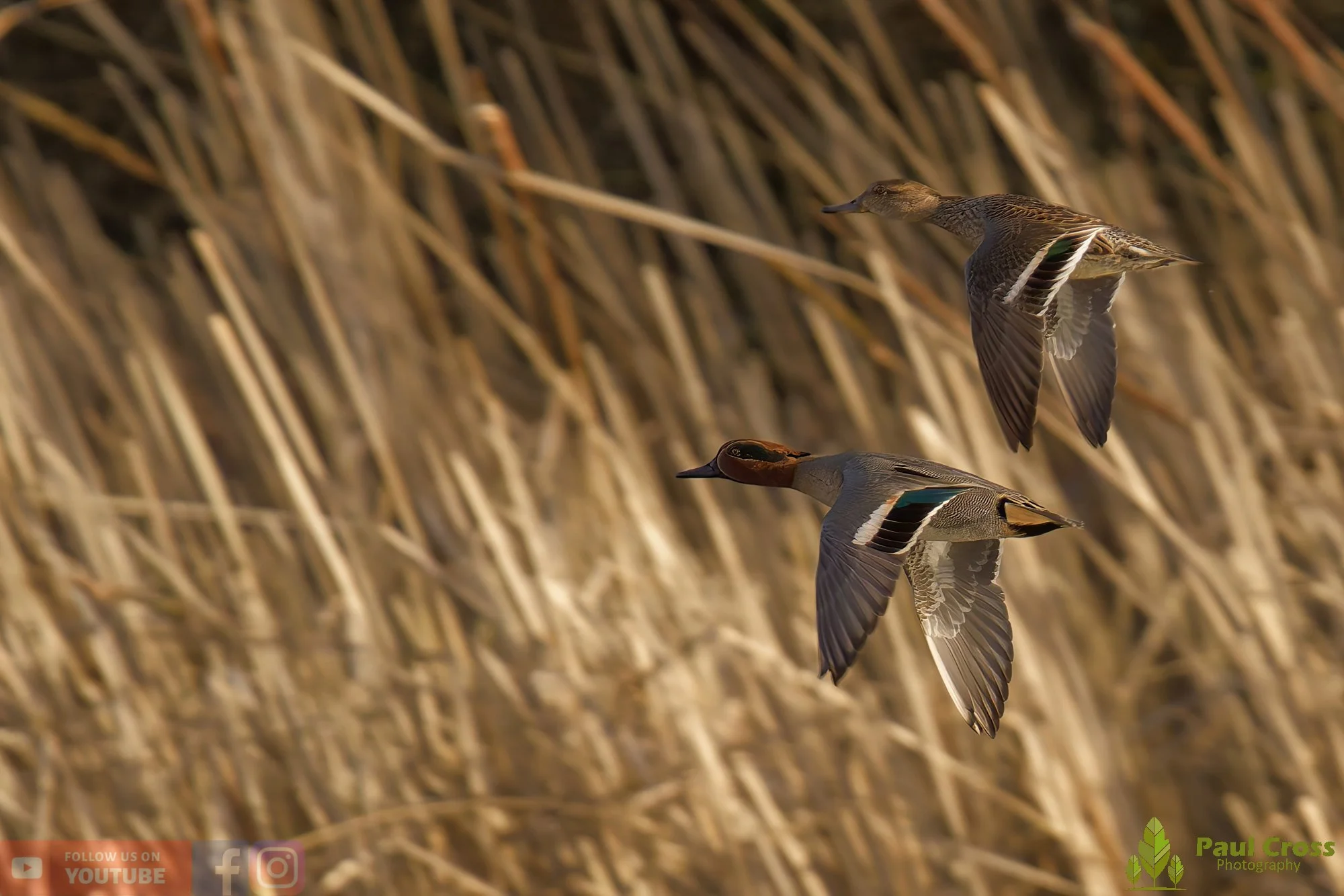 Common Teal-00040.jpg