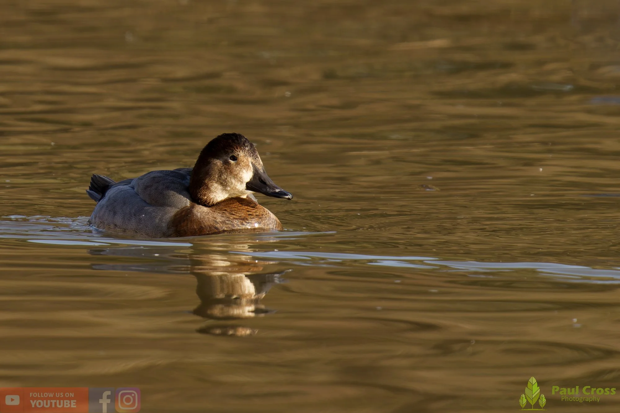 Pochard-00047.jpg