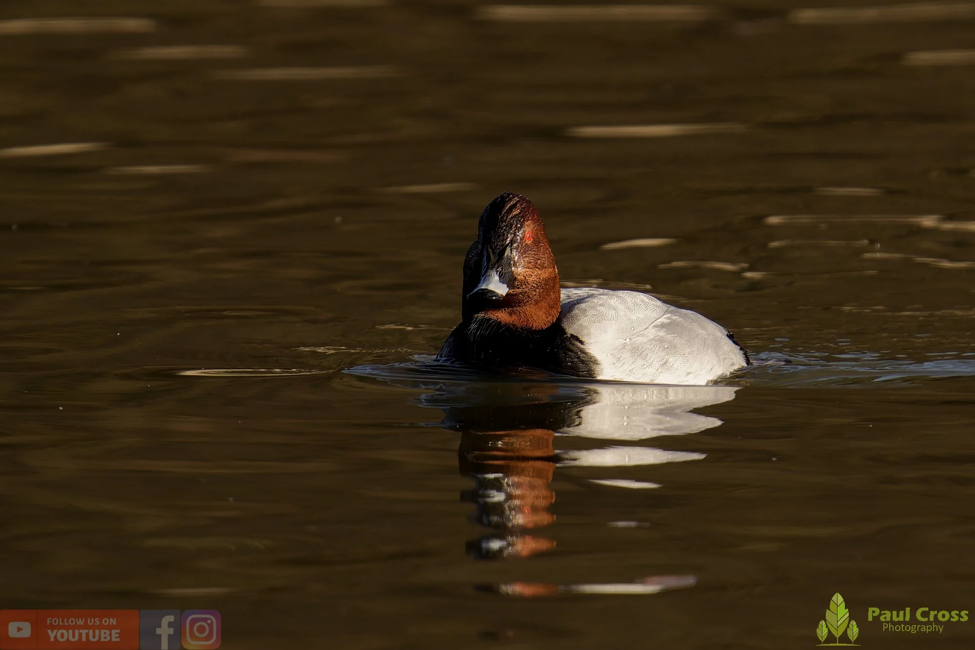 Pochard-00044.jpg