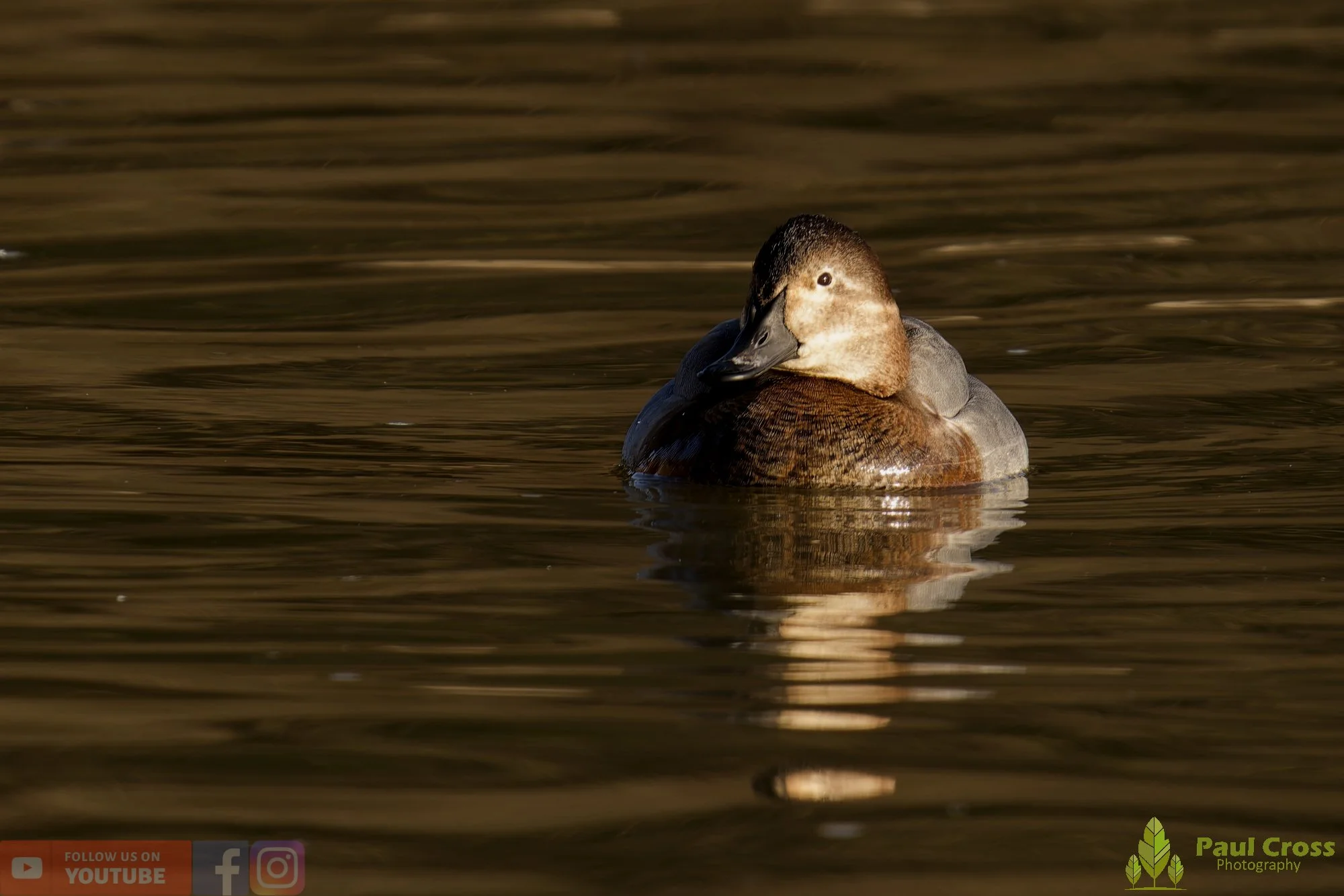 Pochard-00048.jpg