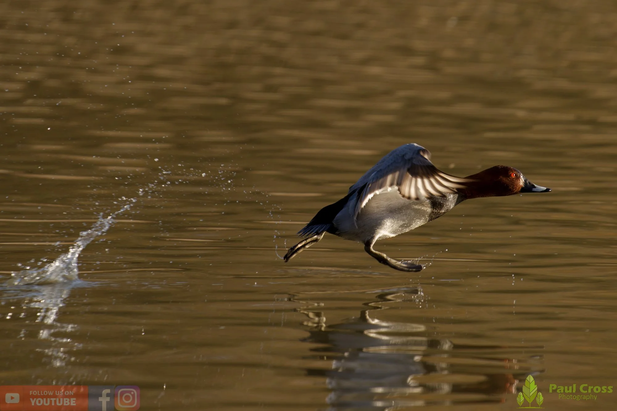 Pochard-00052.jpg