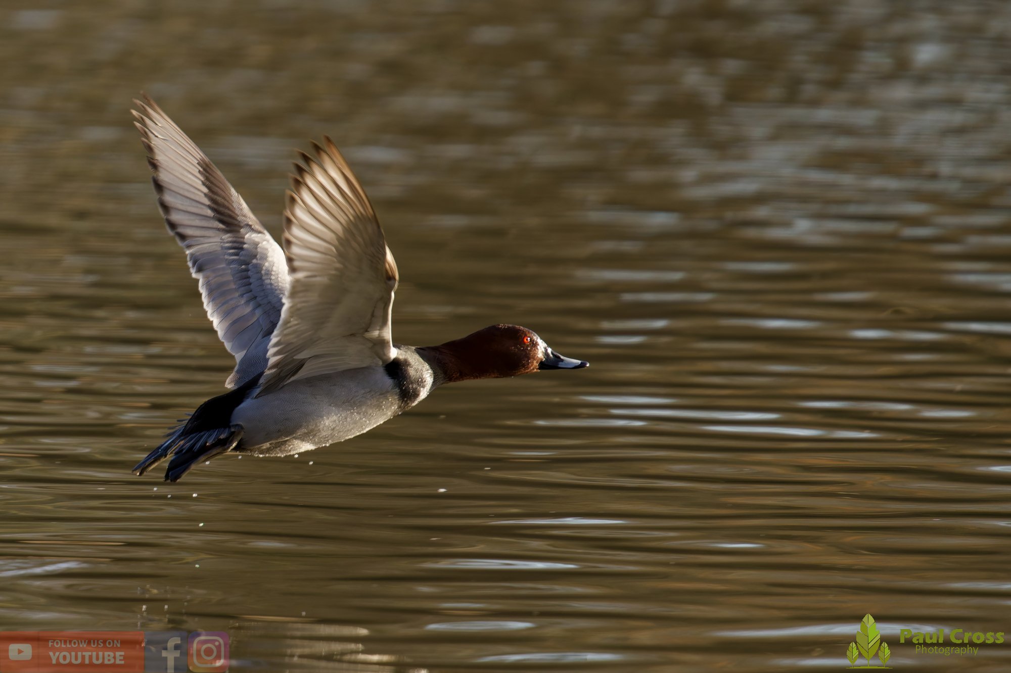 Pochard-00055.jpg