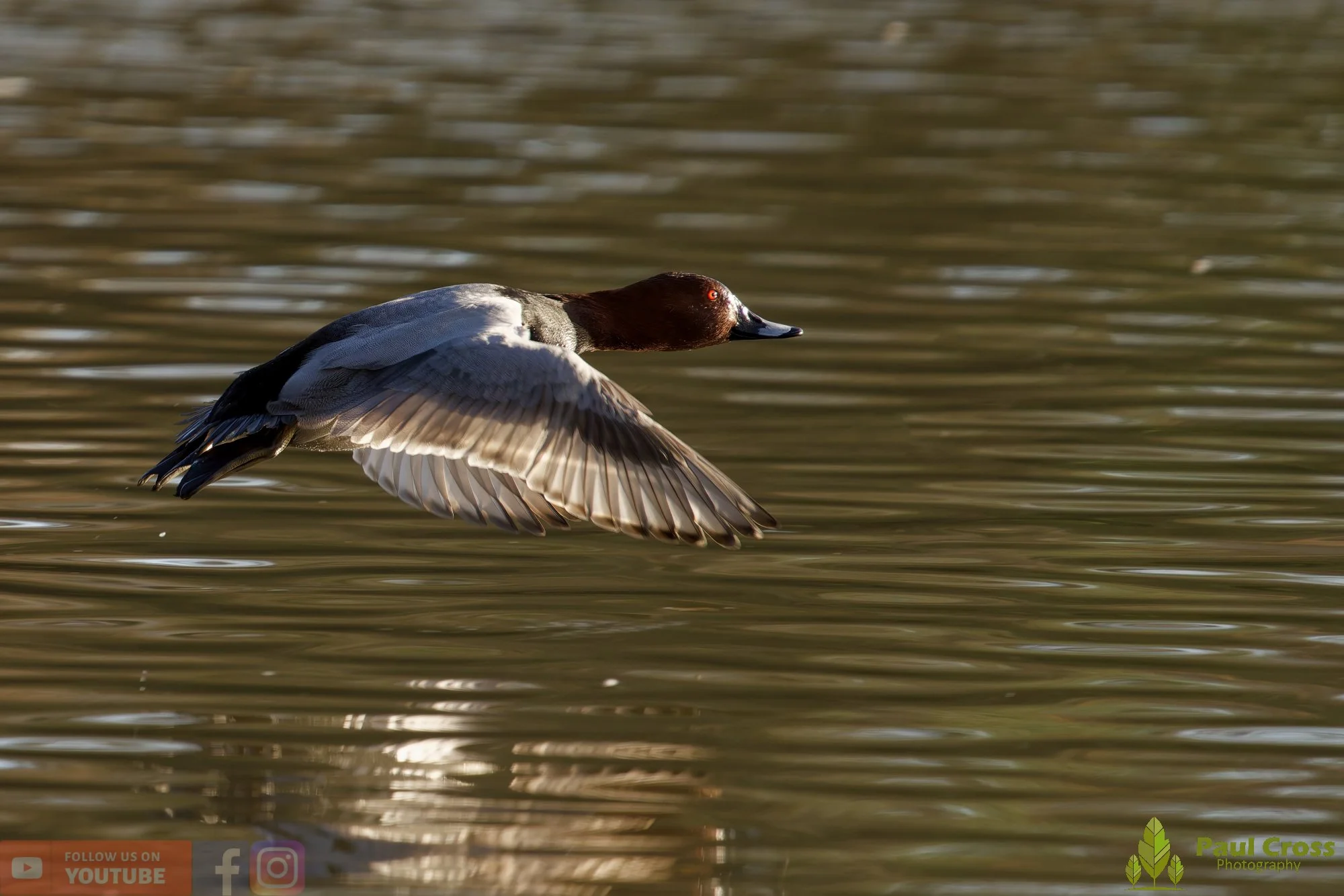 Pochard-00056.jpg