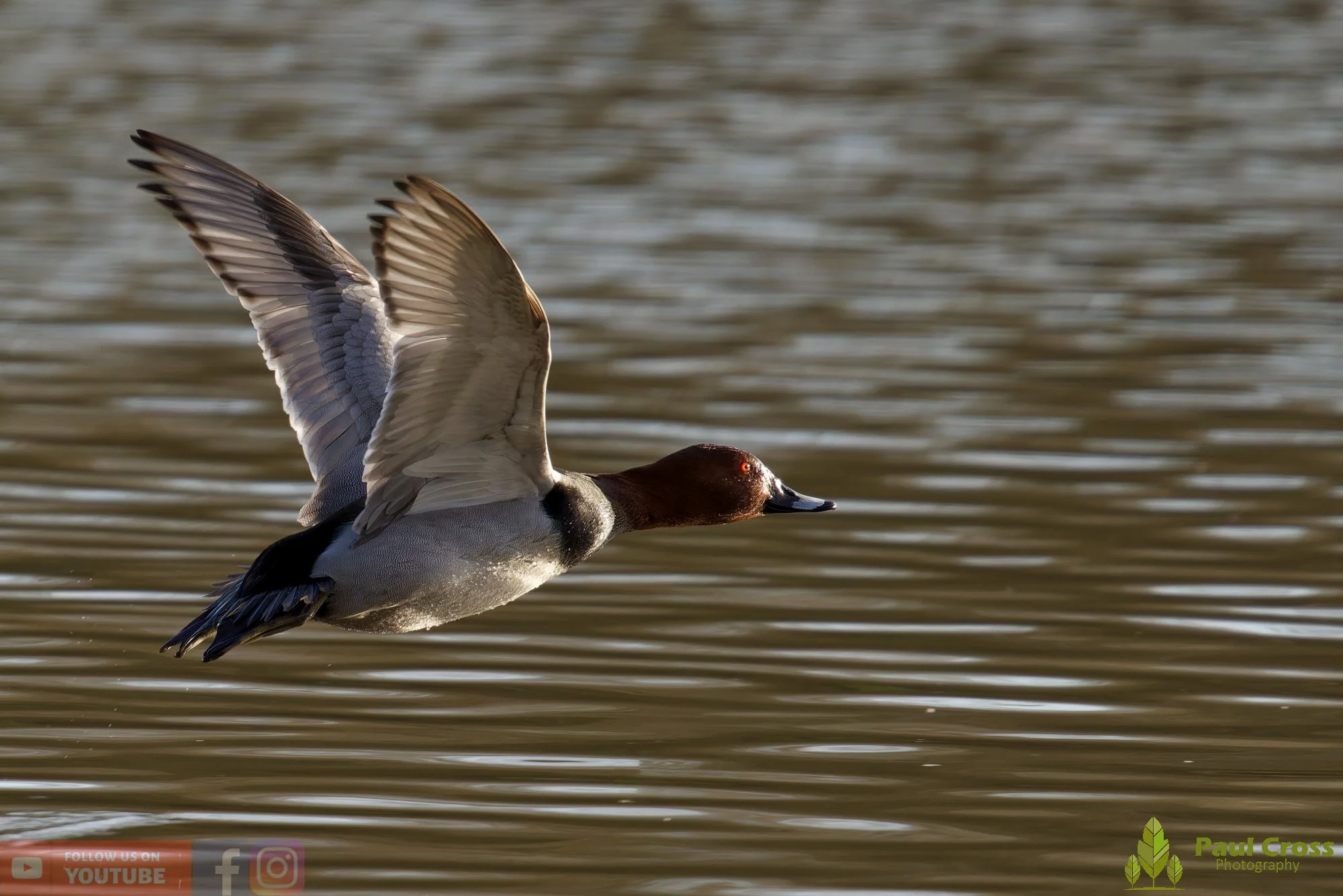 Pochard-00057.jpg