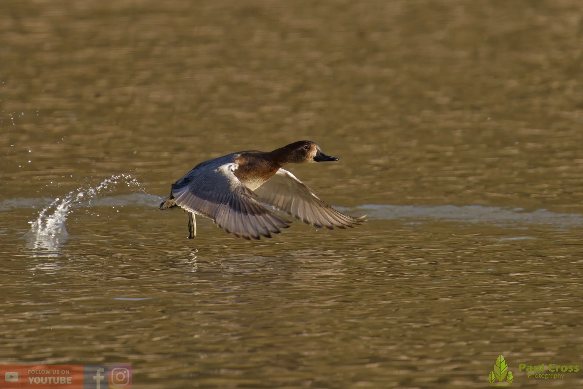 Pochard-00058.jpg