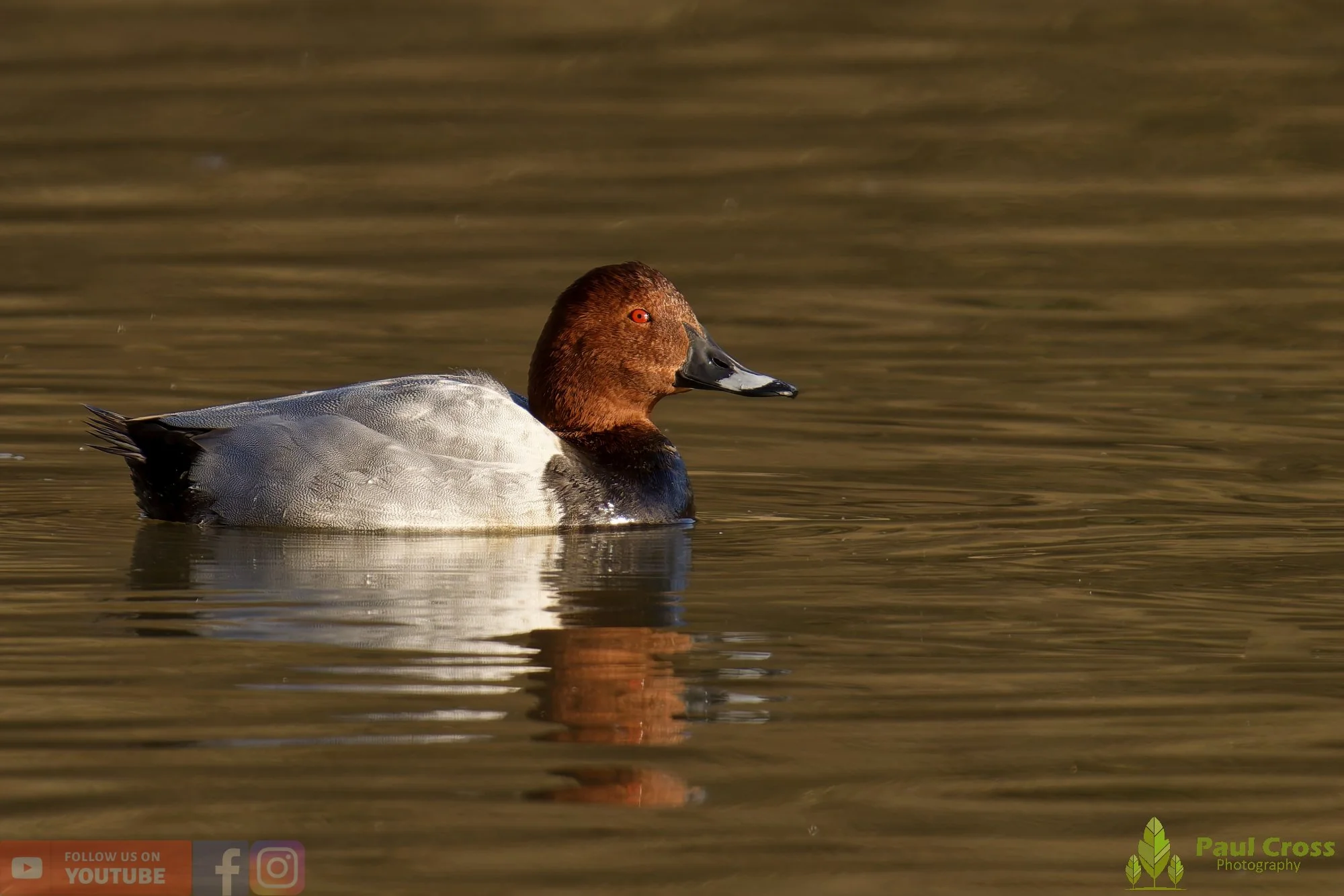 Pochard-00063.jpg
