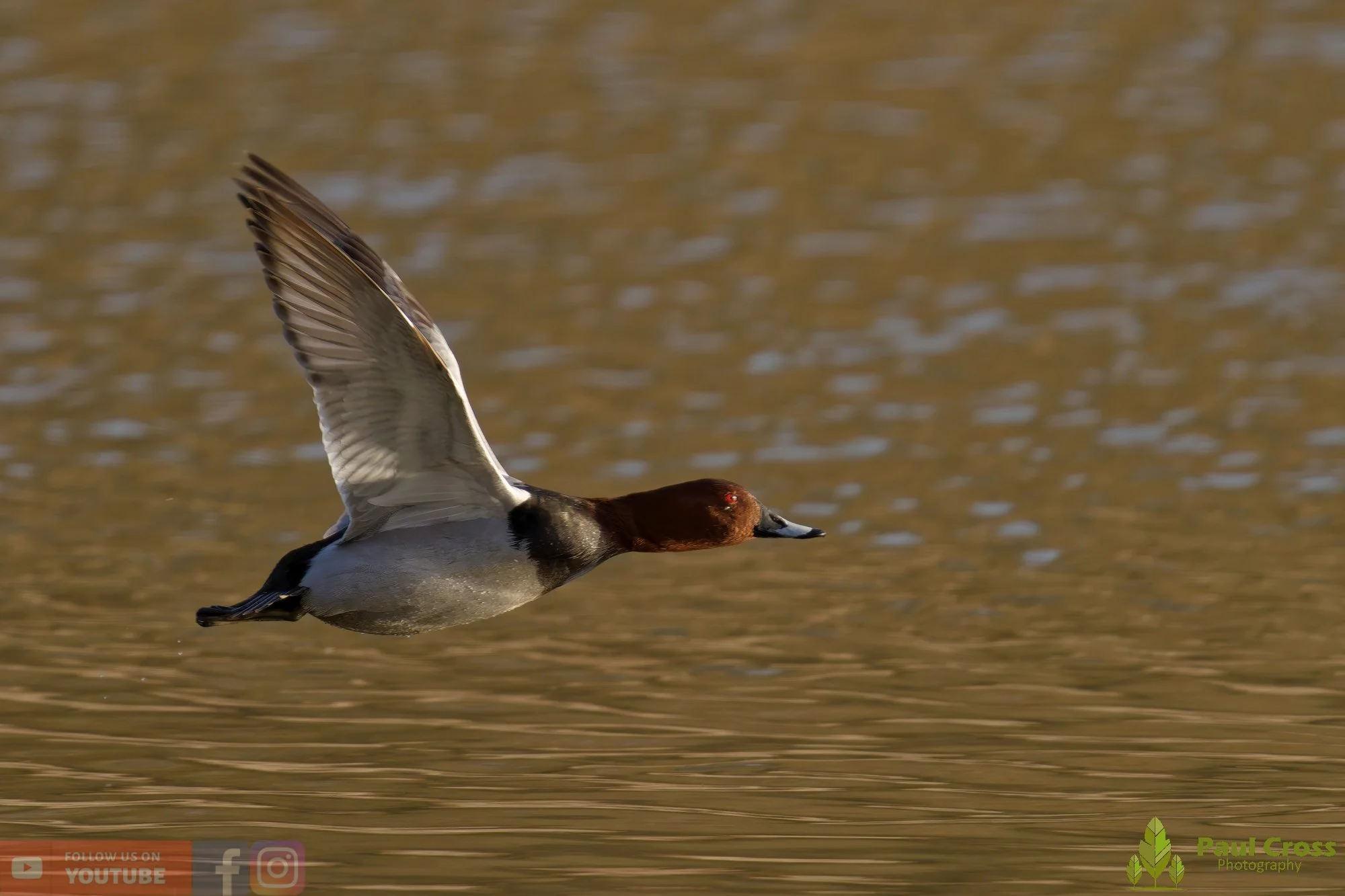 Pochard-00067.jpg