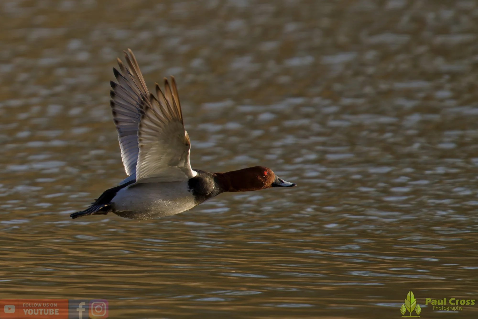 Pochard-00069.jpg