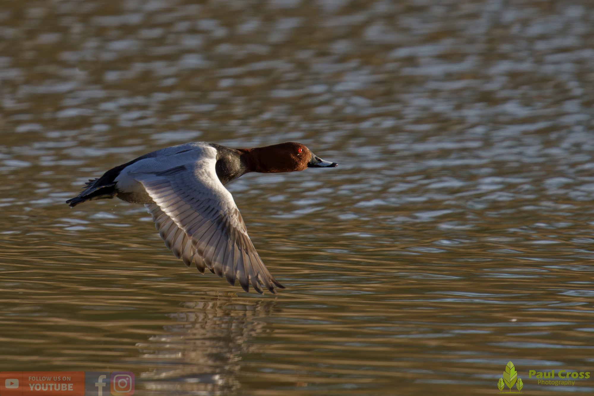 Pochard-00070.jpg