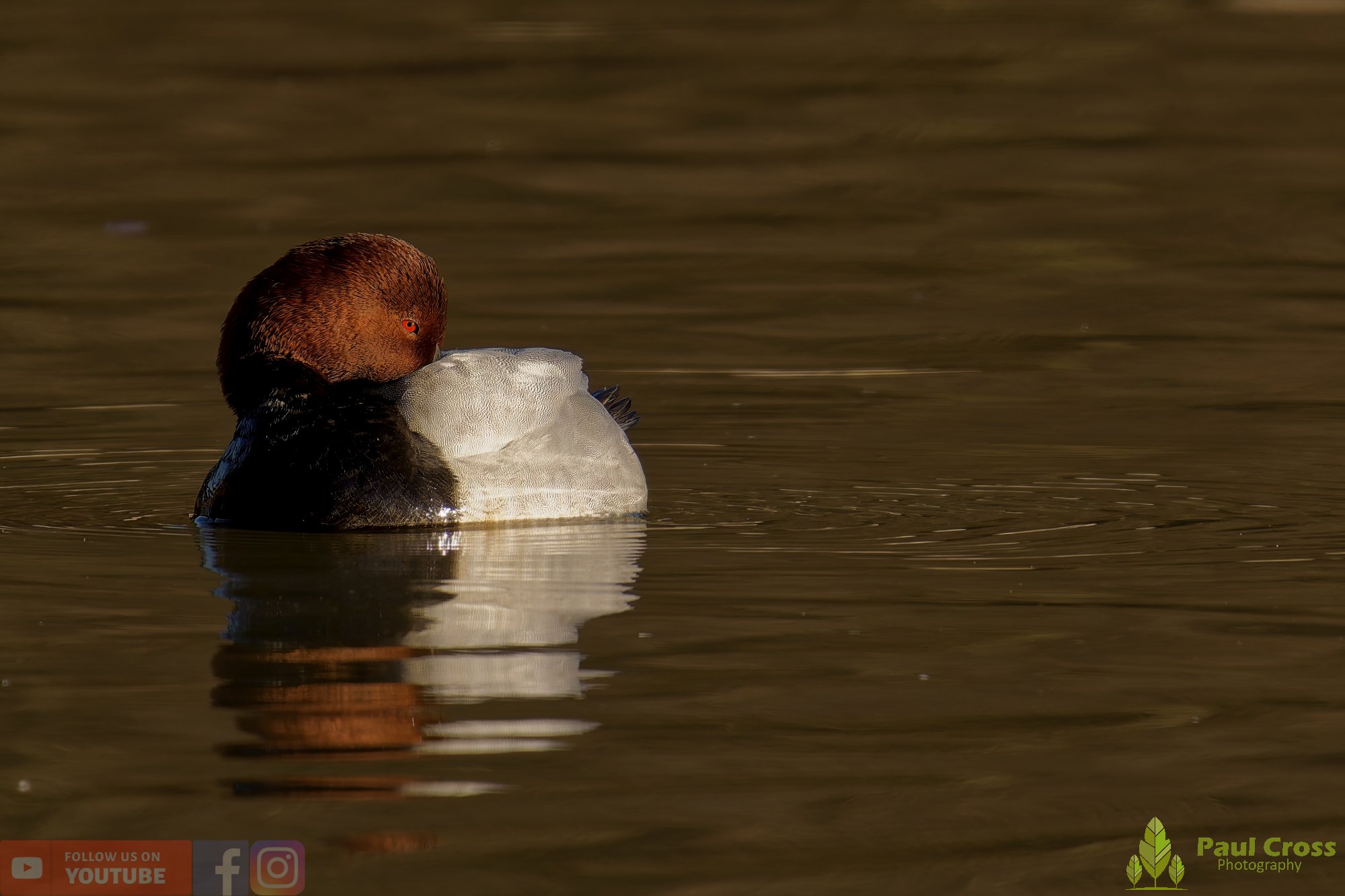 Pochard-00071.jpg