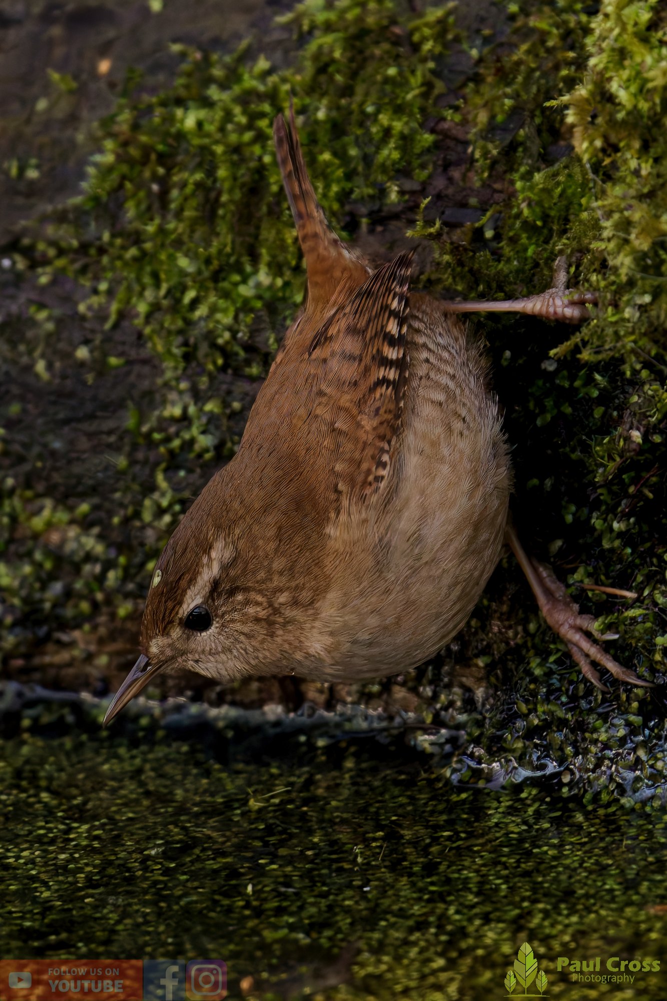 Wren-00407.jpg
