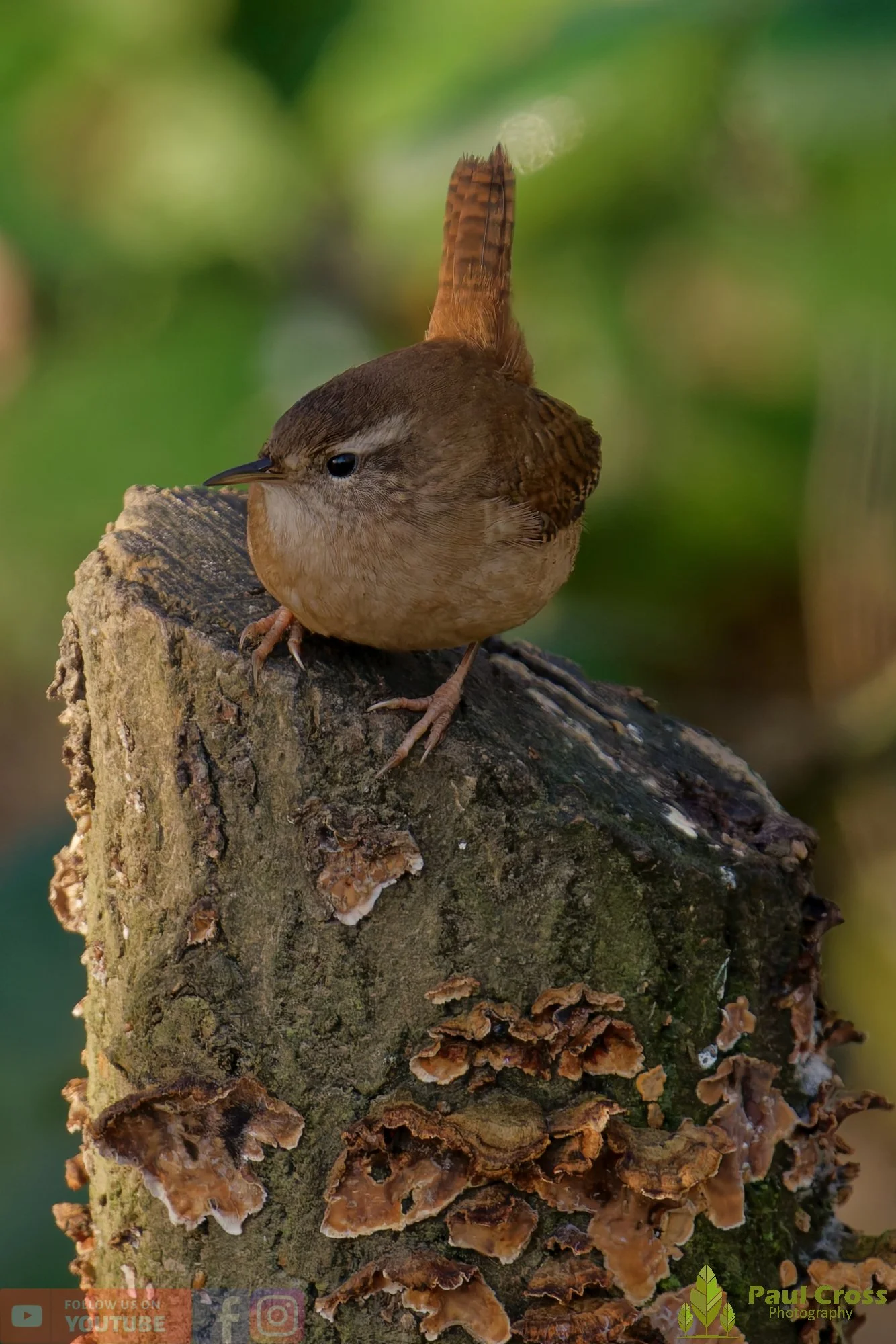 Wren-00416.jpg