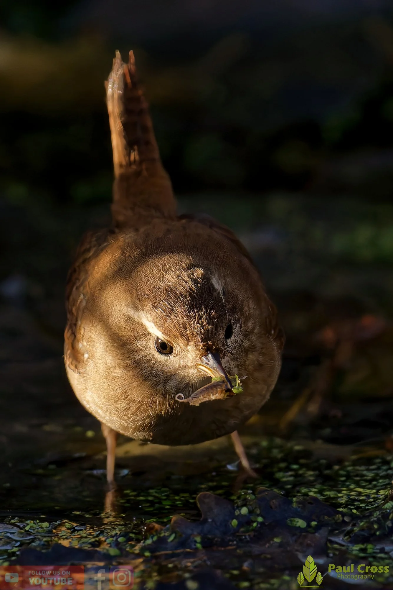 Wren-00417.jpg