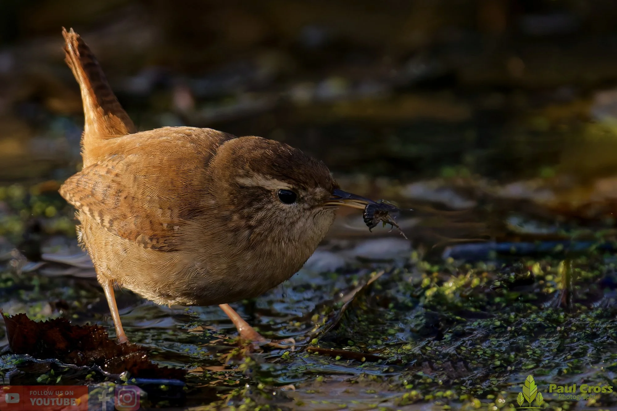 Wren-00422.jpg