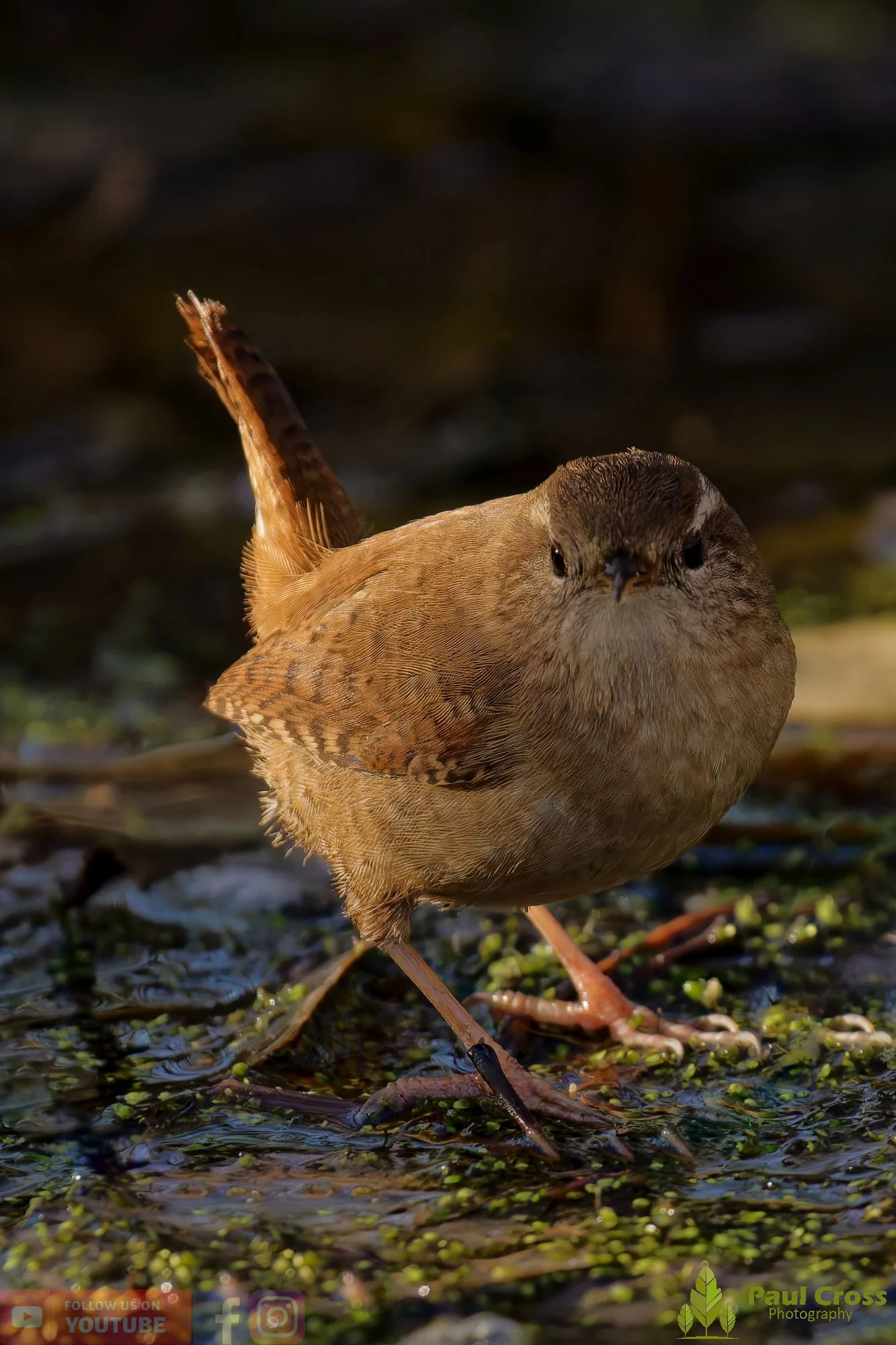 Wren-00425.jpg