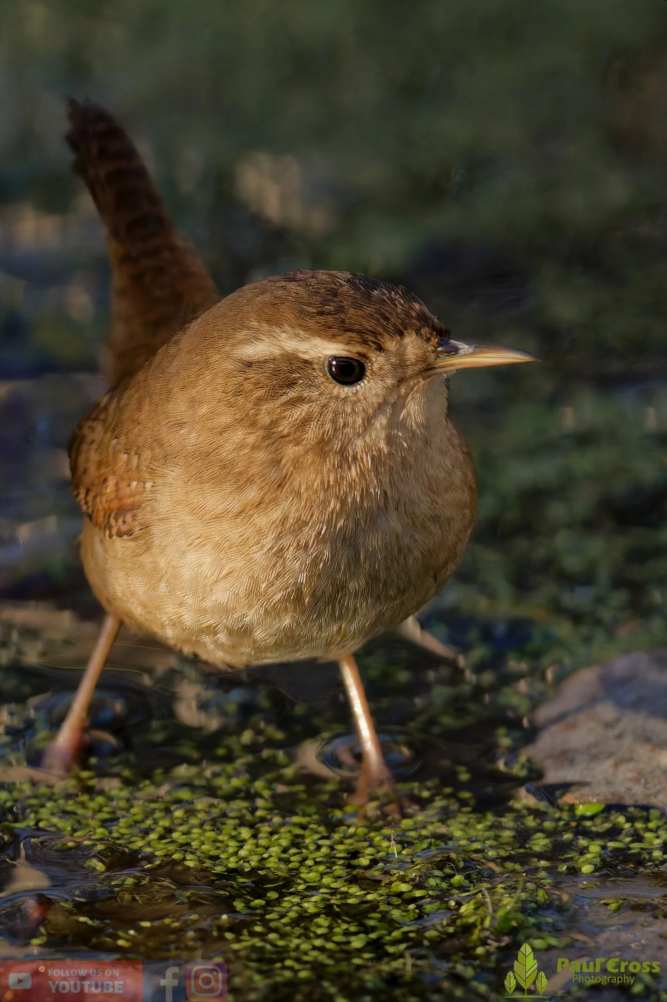 Wren-00436.jpg