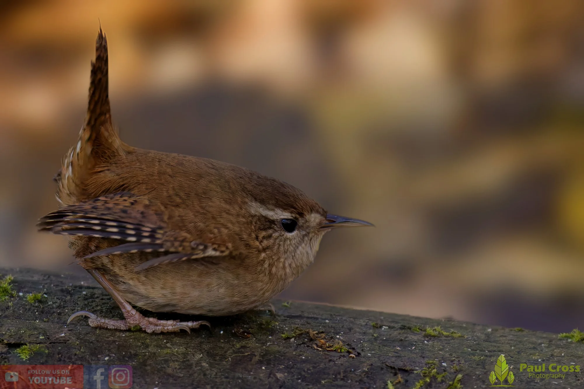 Wren-00440.jpg