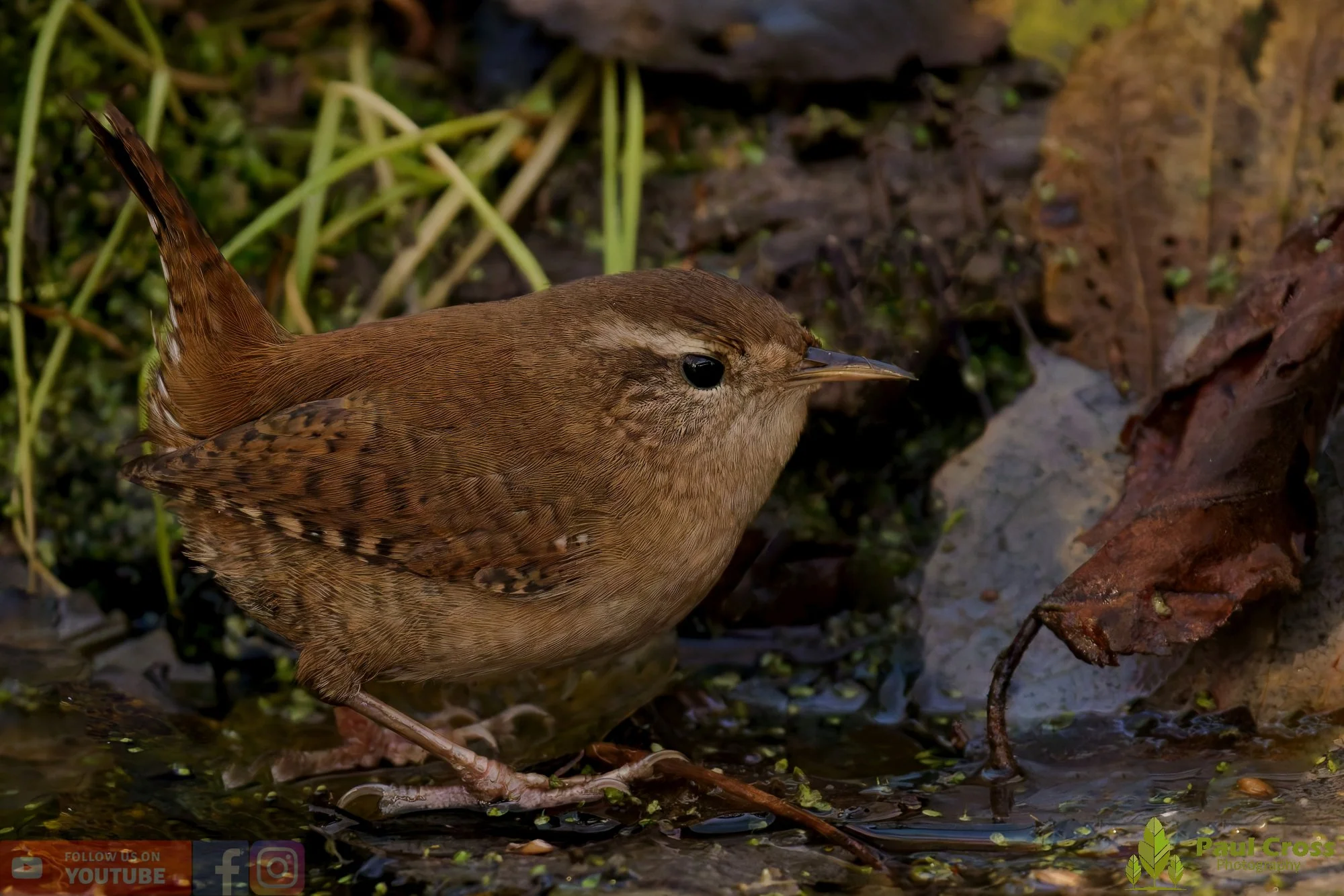 Wren-00445.jpg