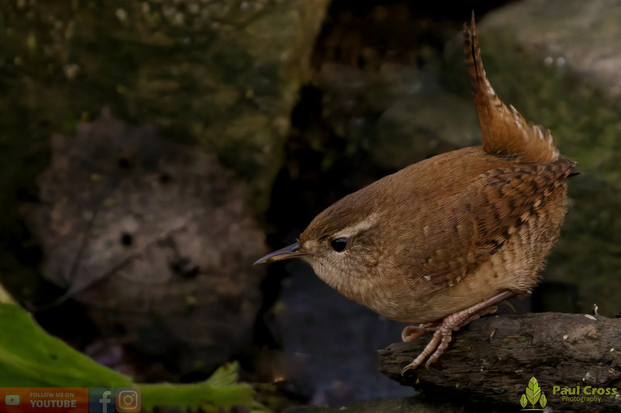 Wren-00448.jpg