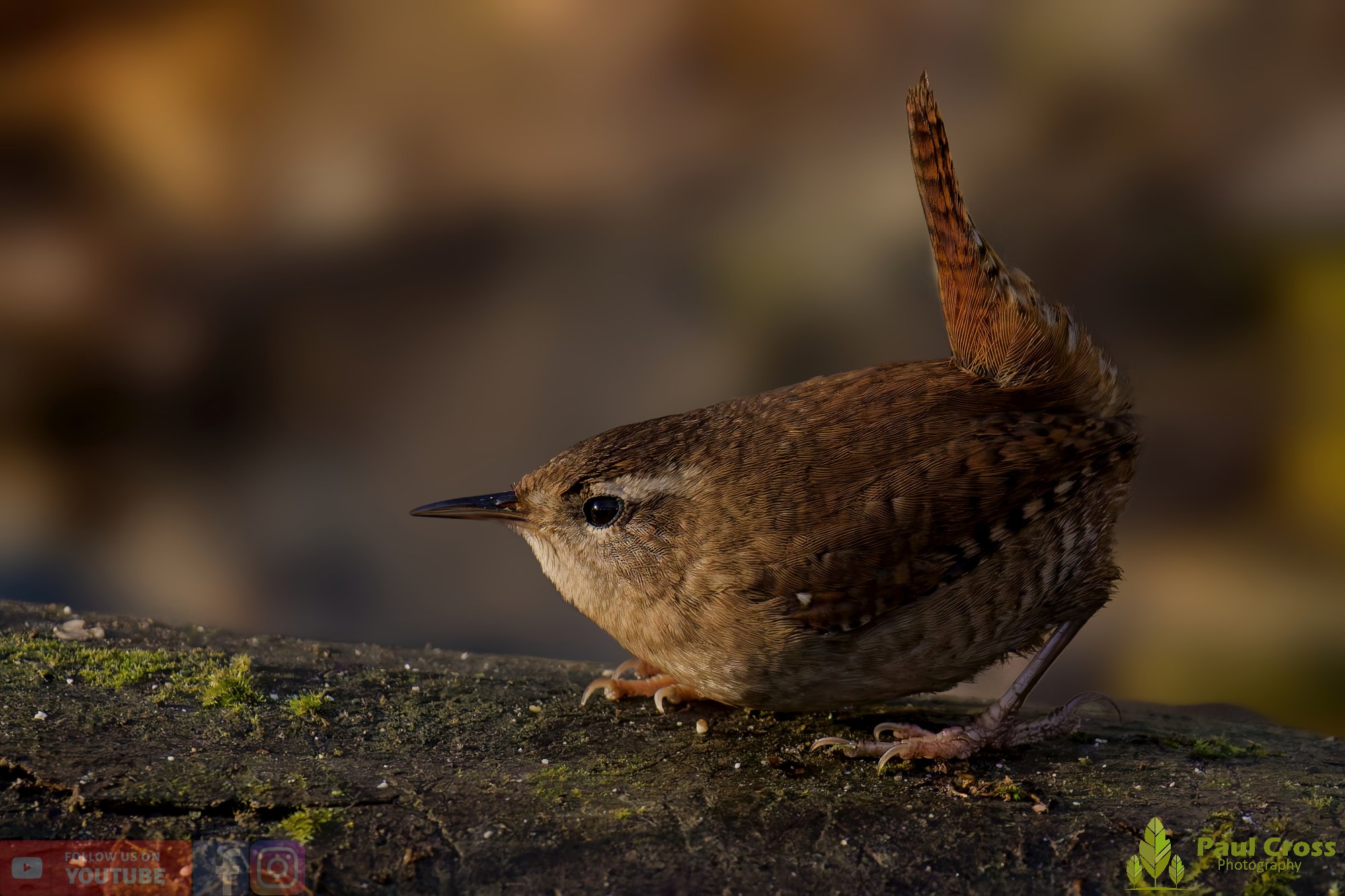 Wren-00451.jpg
