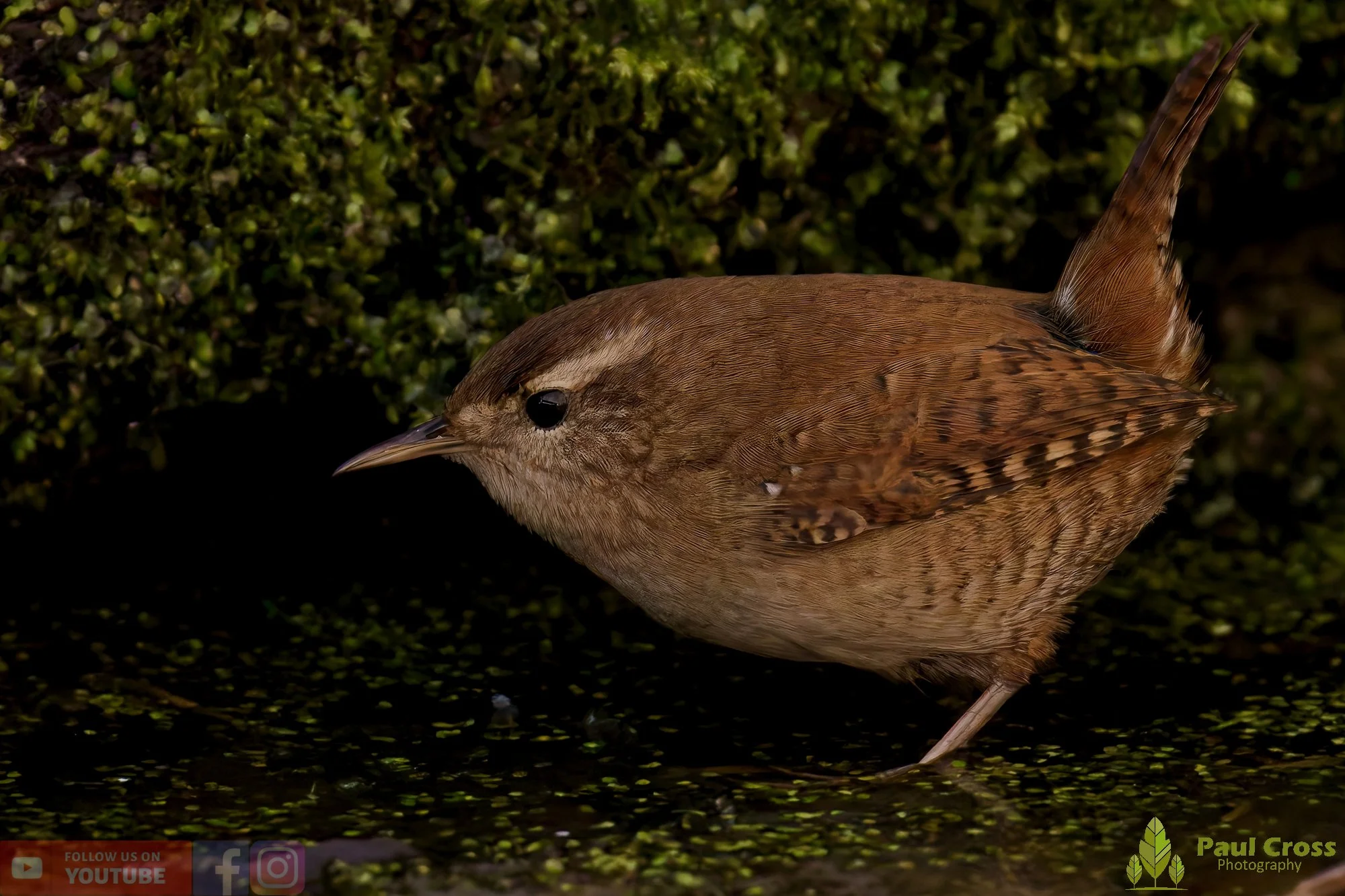 Wren-00452.jpg