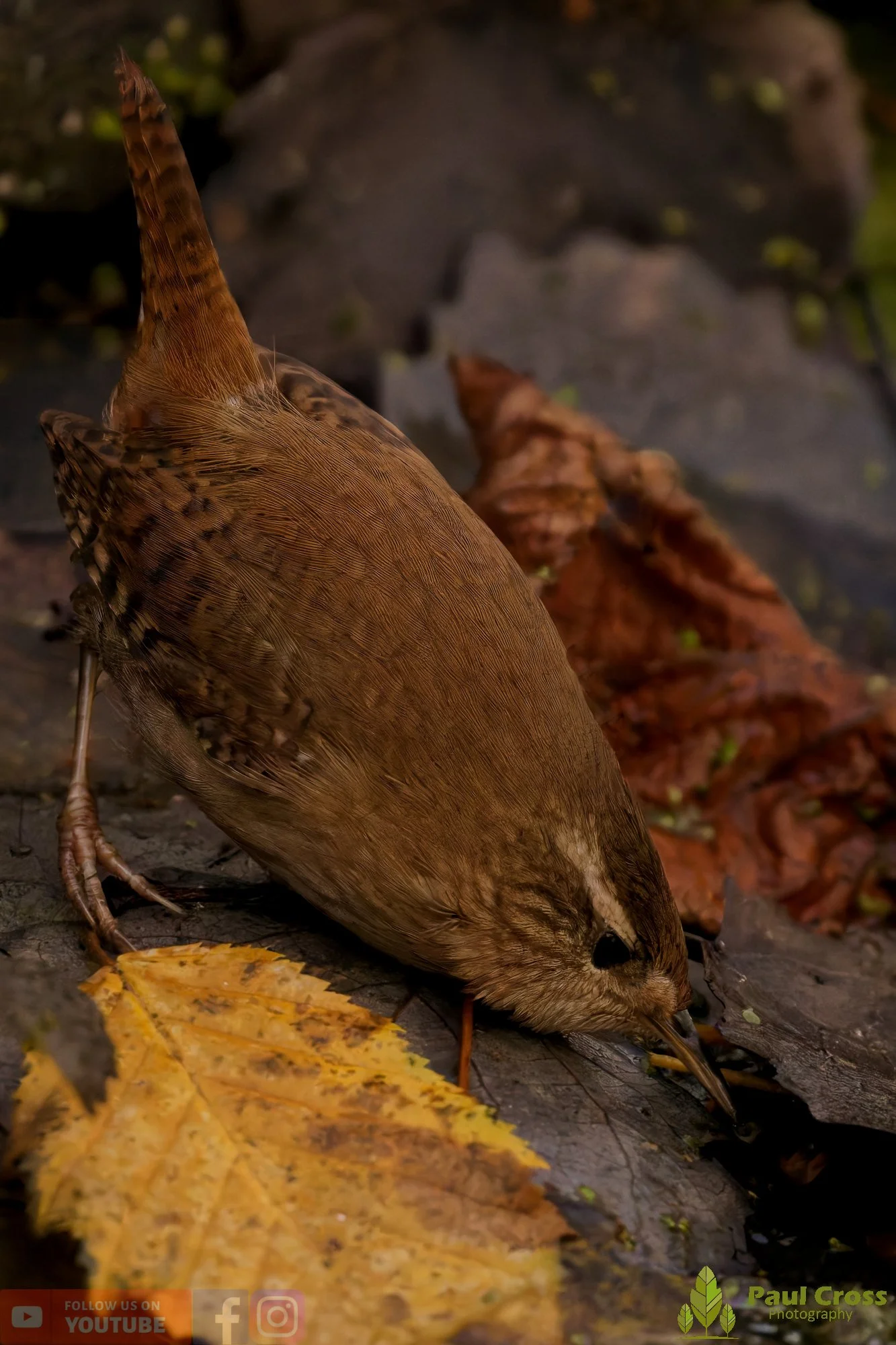 Wren-00454.jpg
