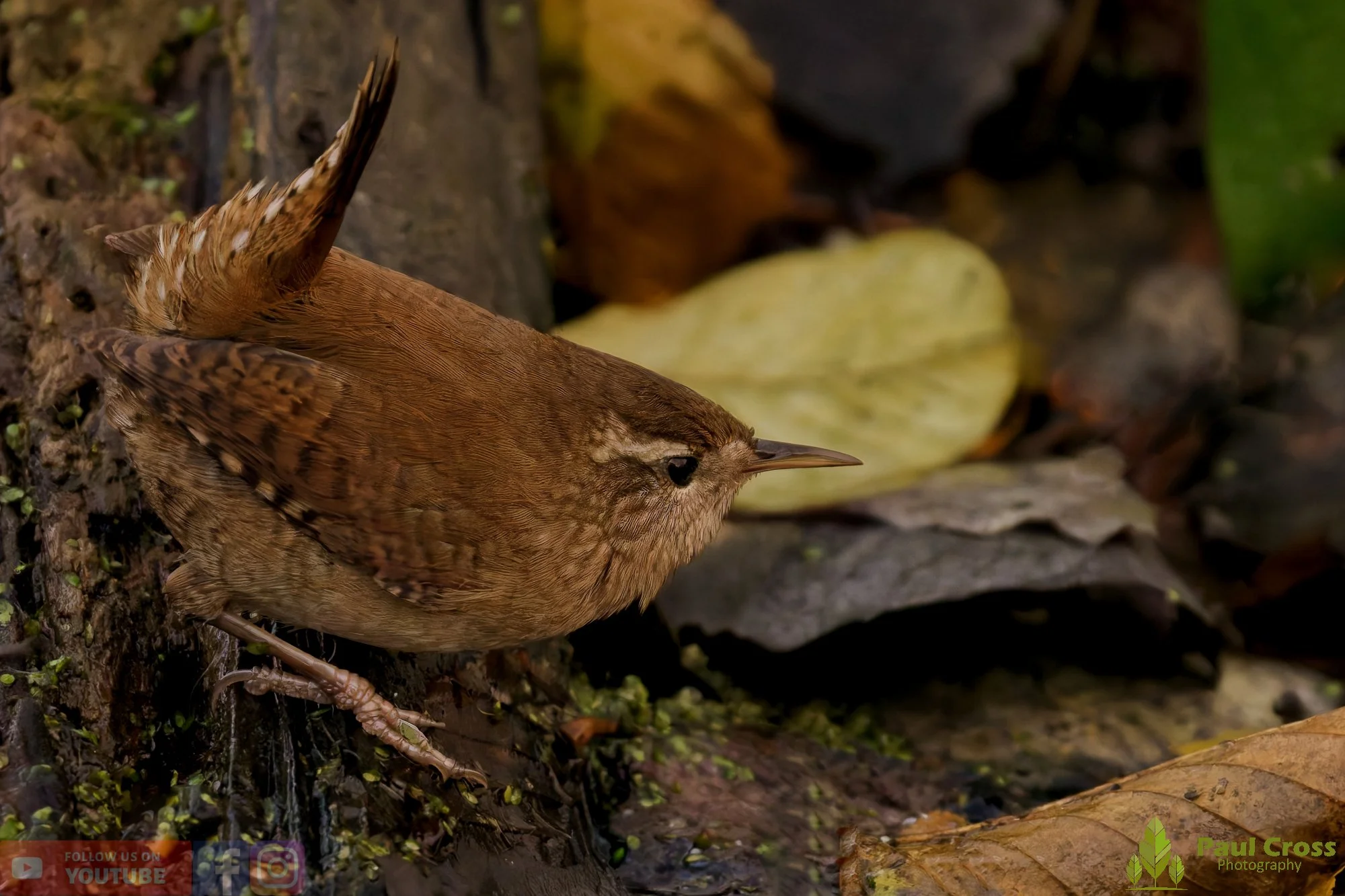 Wren-00460.jpg