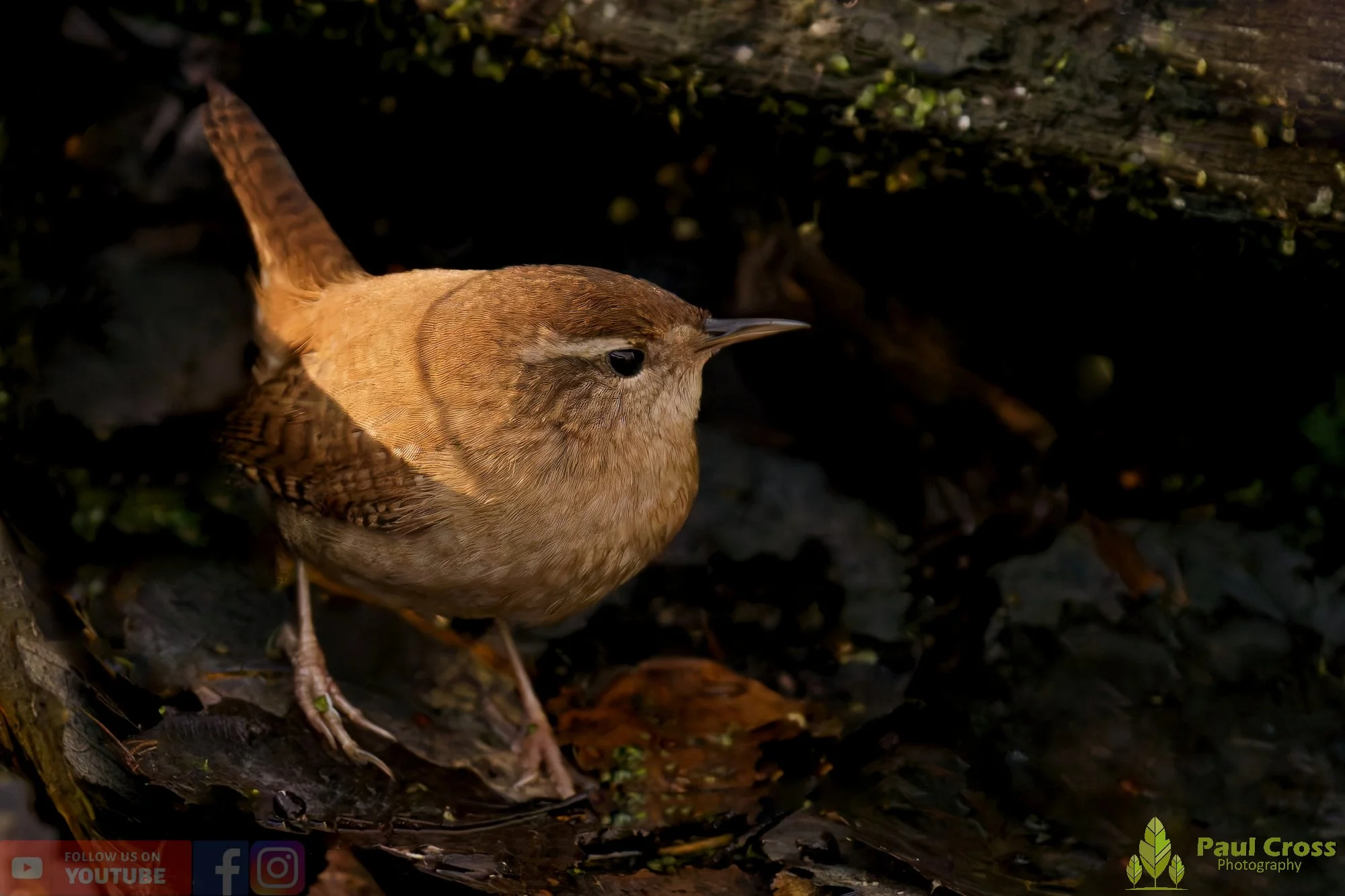 Wren-00462.jpg