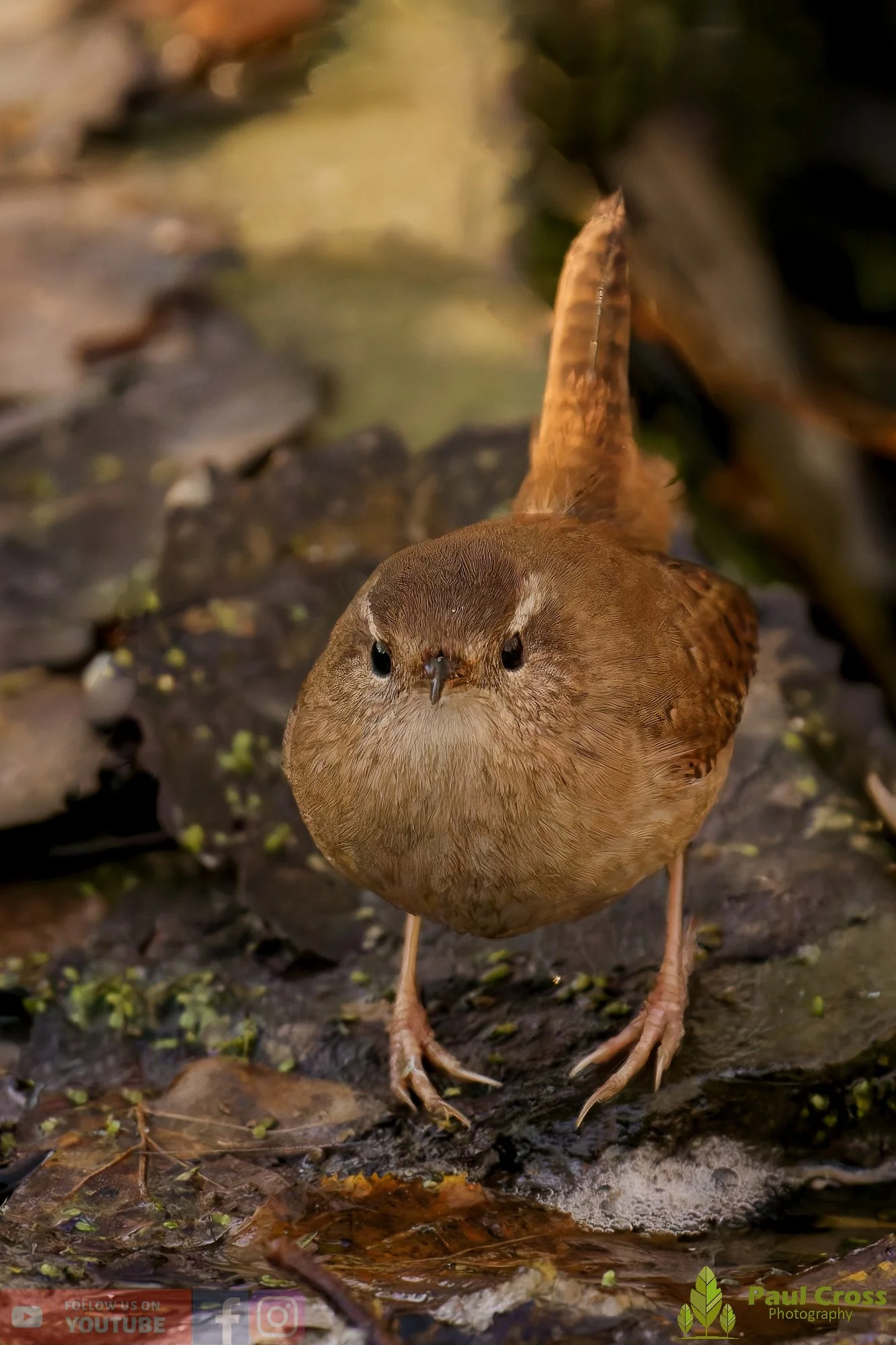 Wren-00463.jpg