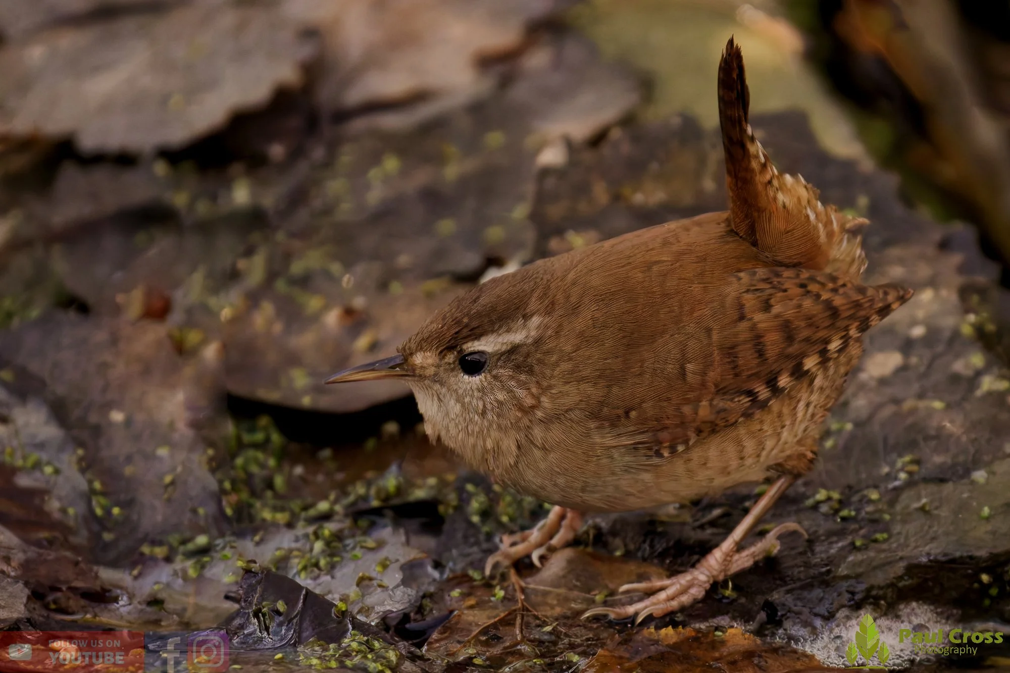 Wren-00464.jpg
