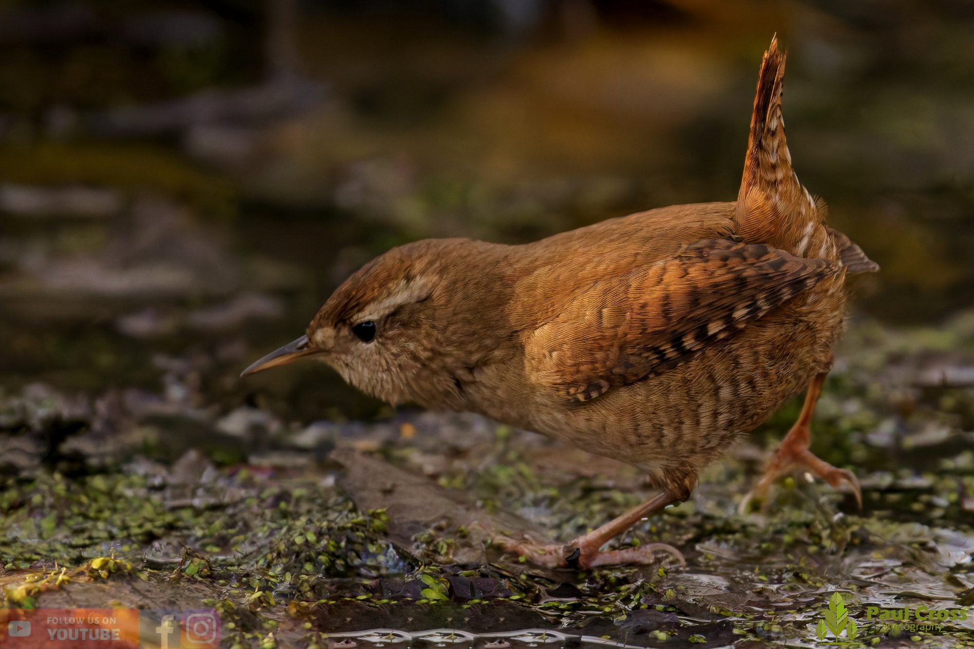 Wren-00465.jpg