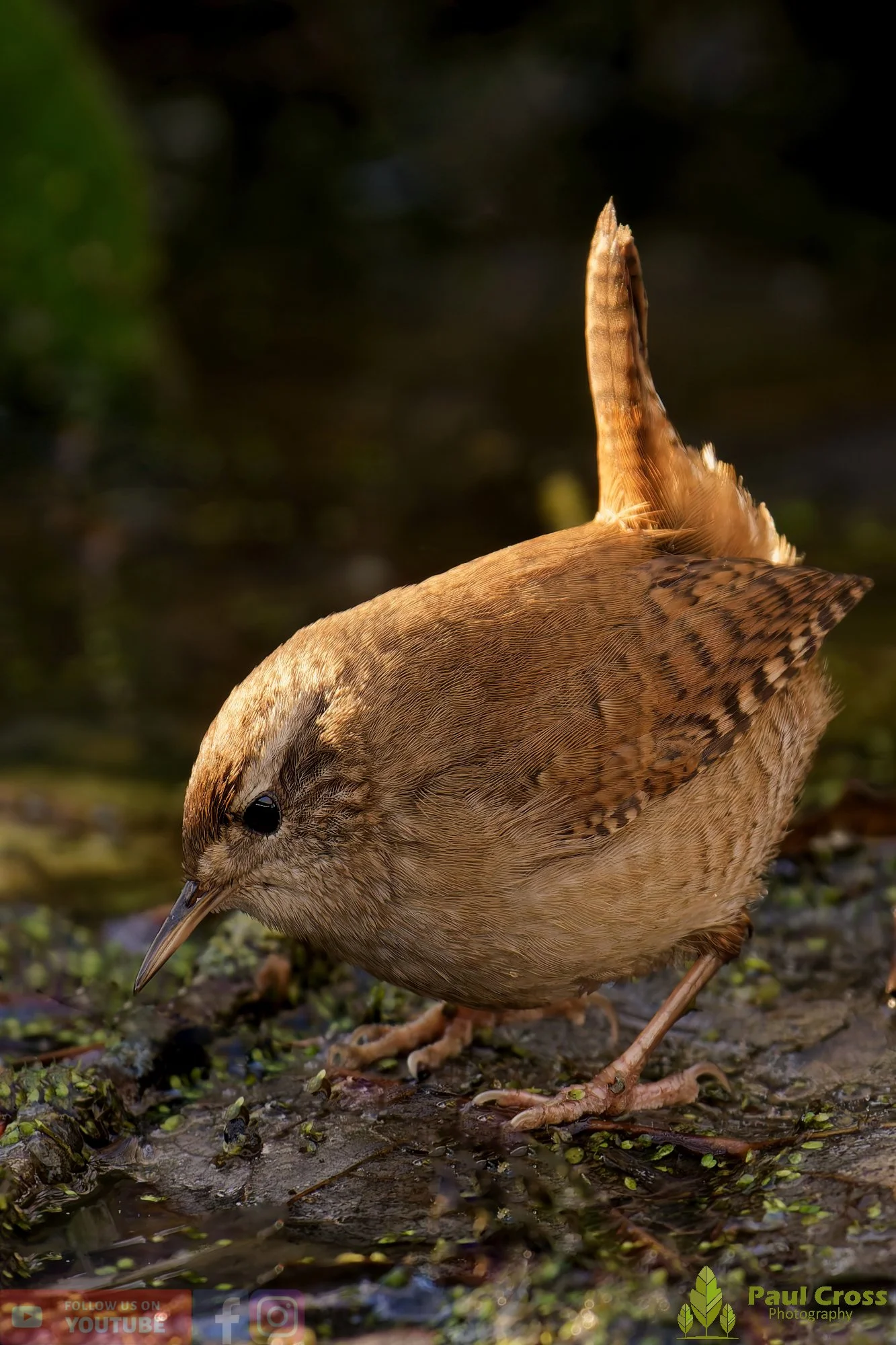 Wren-00468.jpg