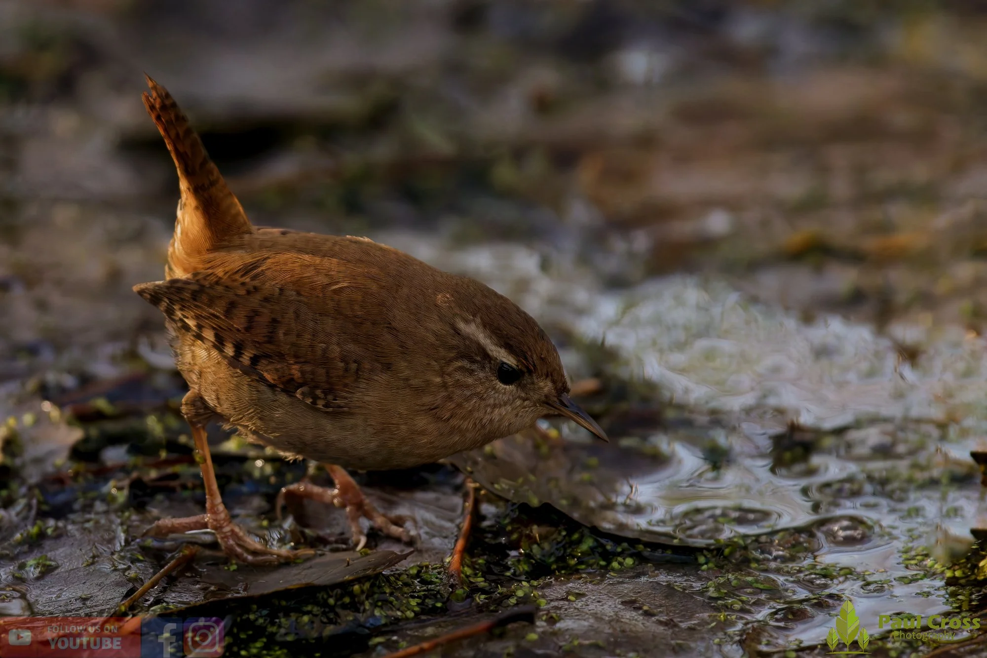 Wren-00476.jpg
