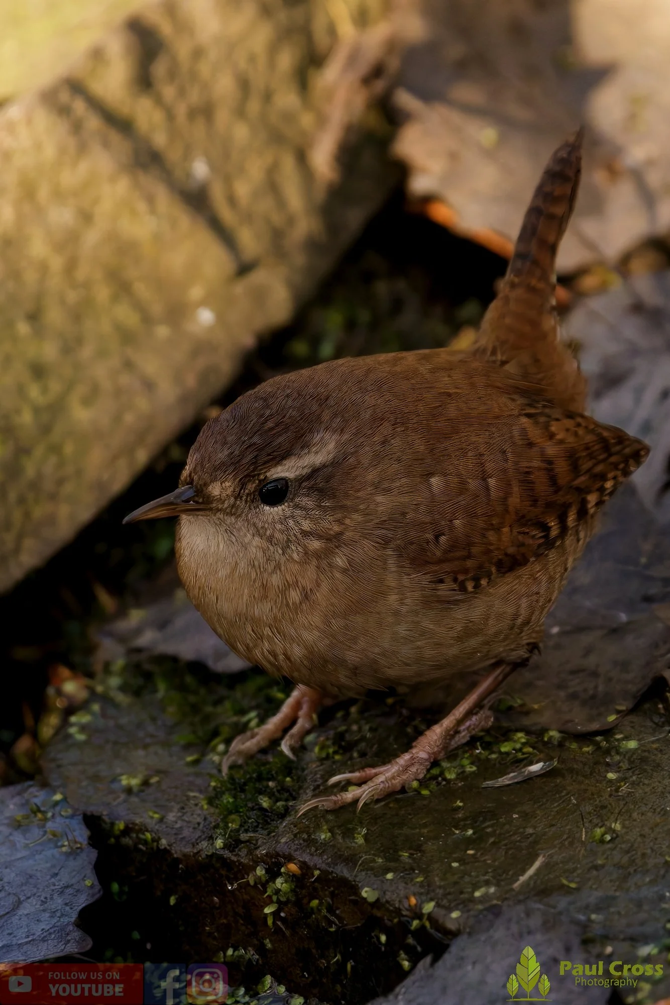 Wren-00480.jpg