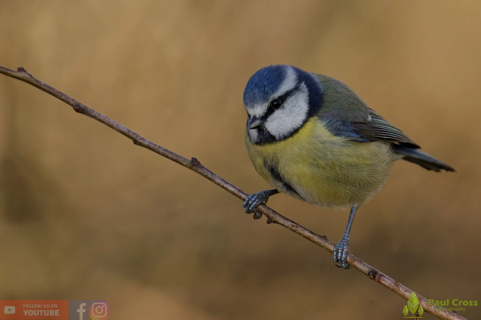 Blue Tit-01026.jpg
