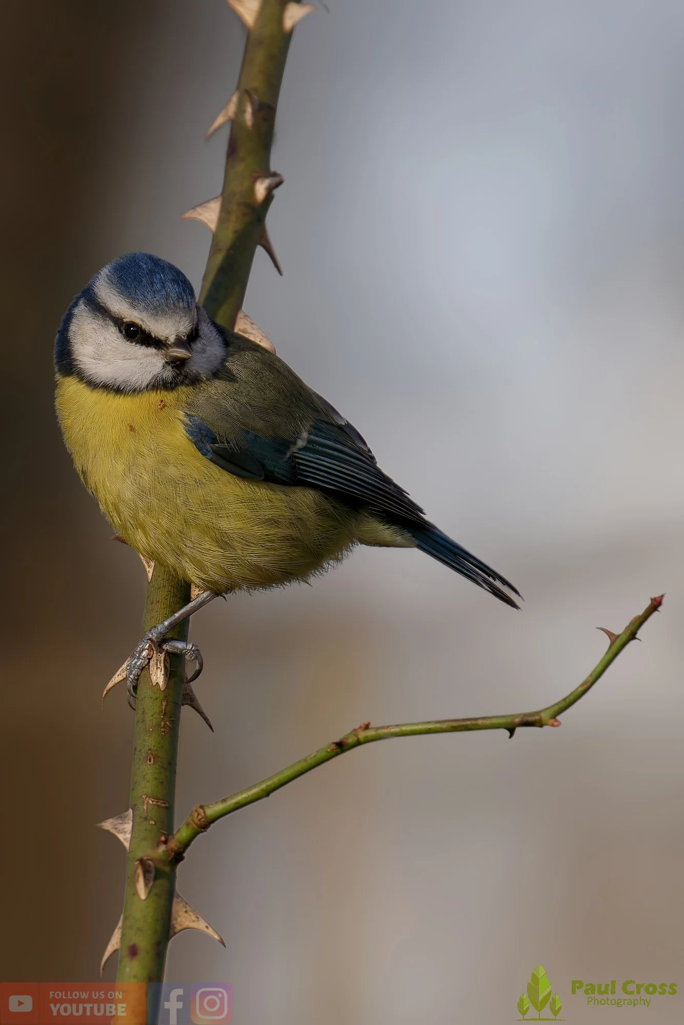 Blue Tit-01027.jpg