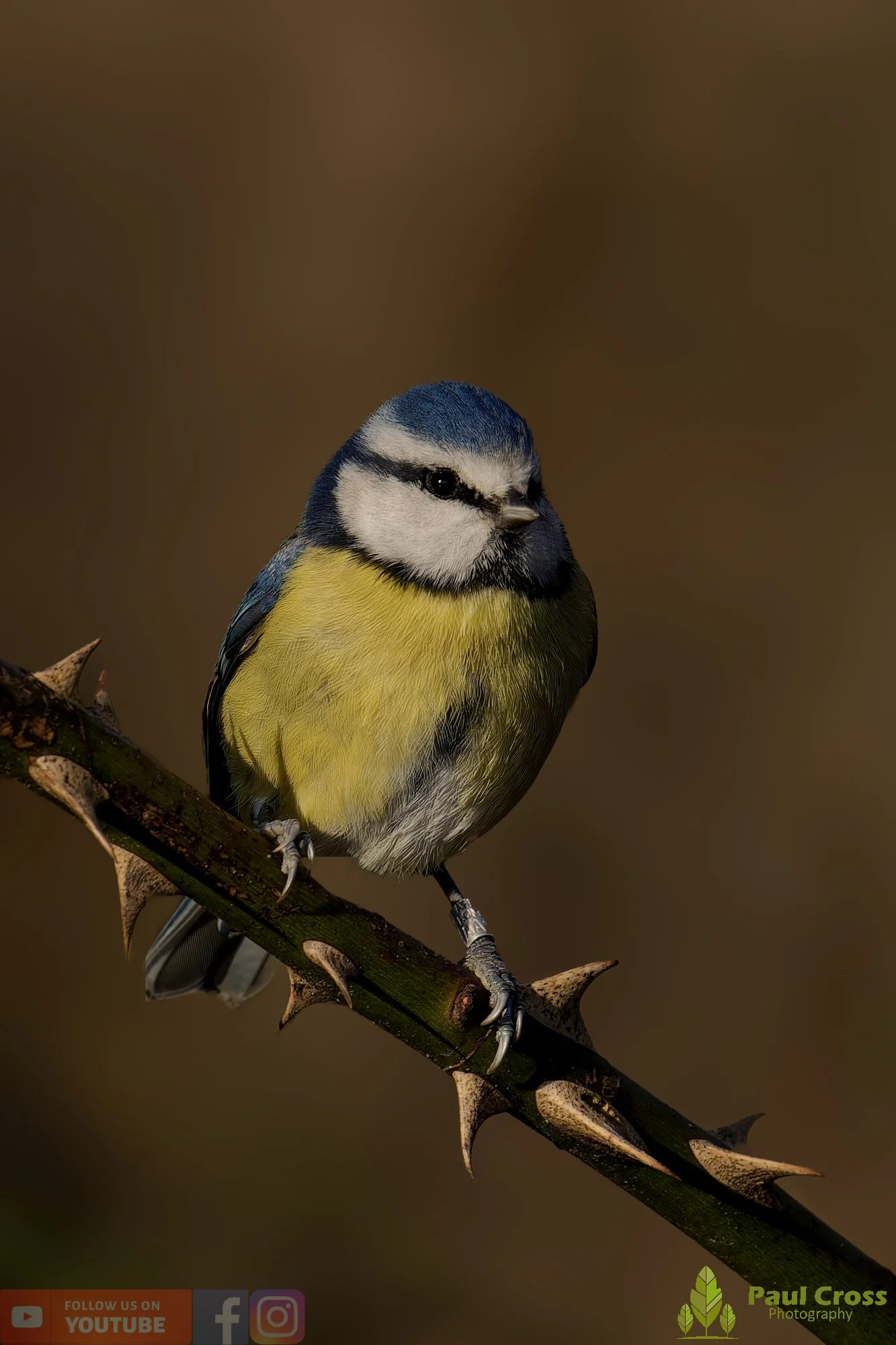 Blue Tit-01029.jpg
