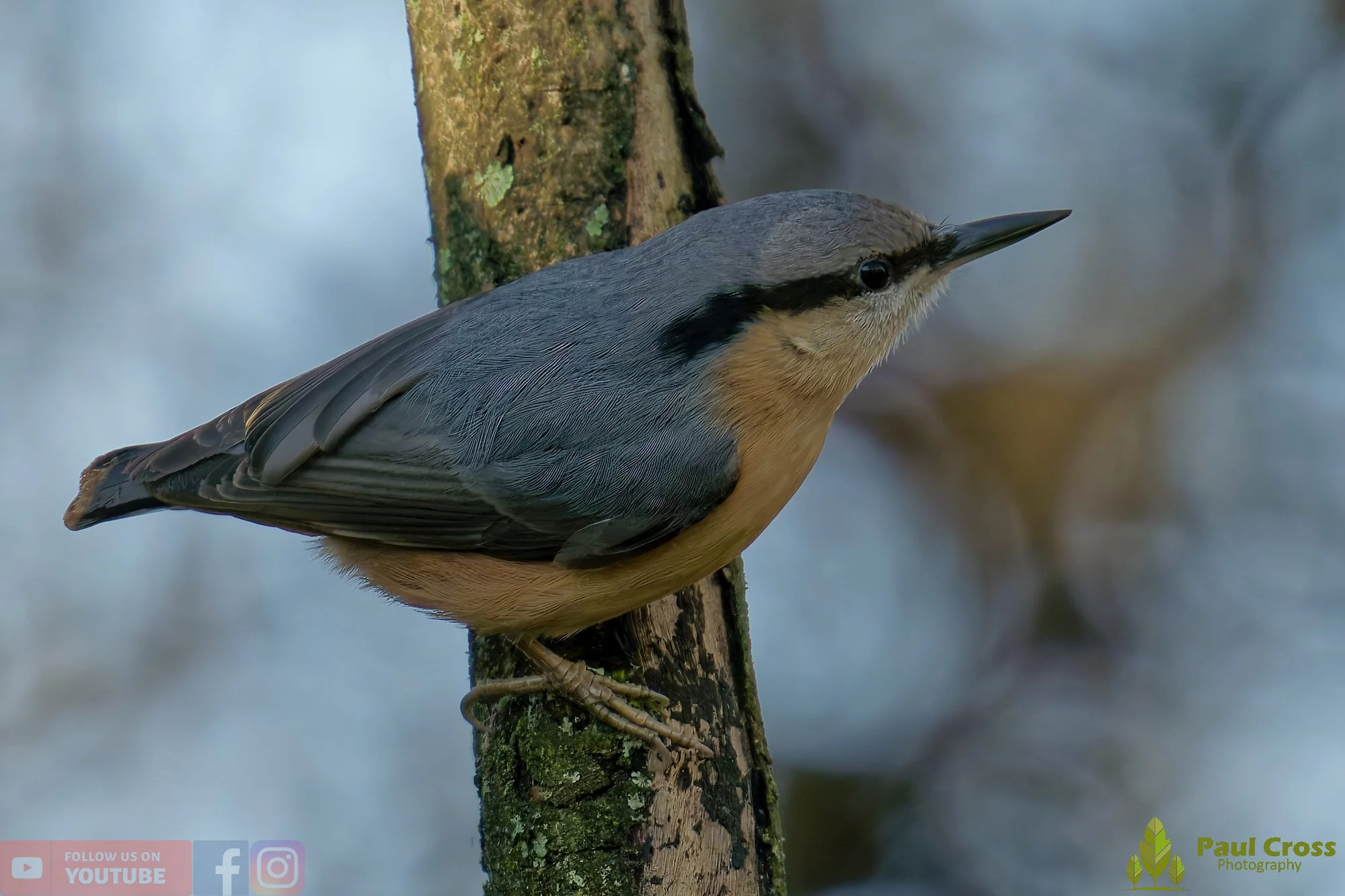 Nuthatch-00236.jpg