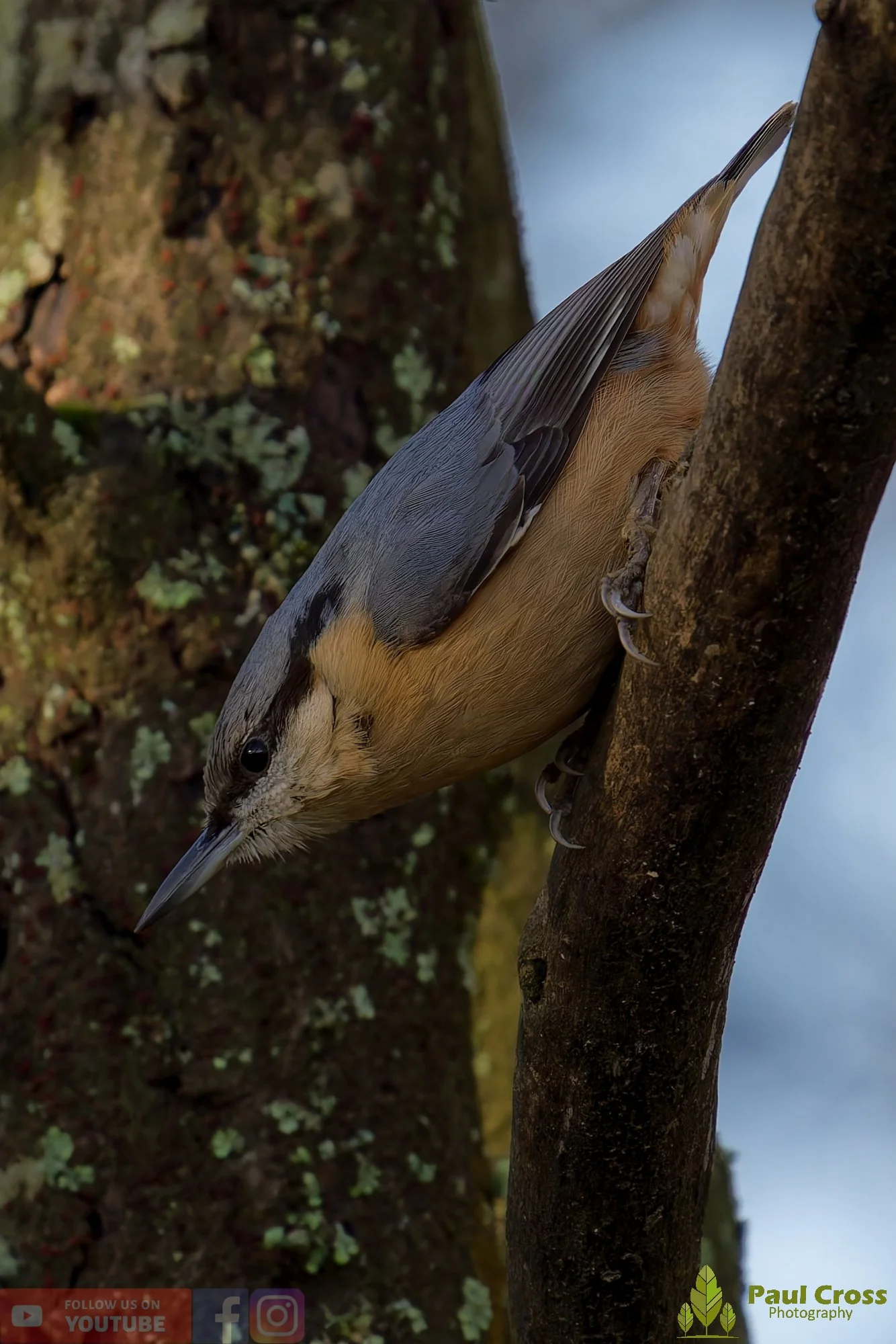 Nuthatch-00237.jpg
