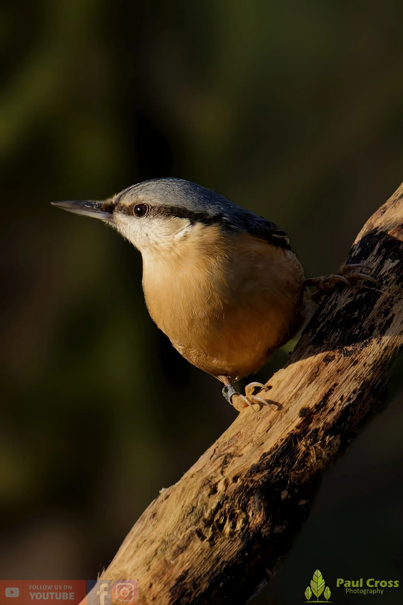 Nuthatch-00239.jpg