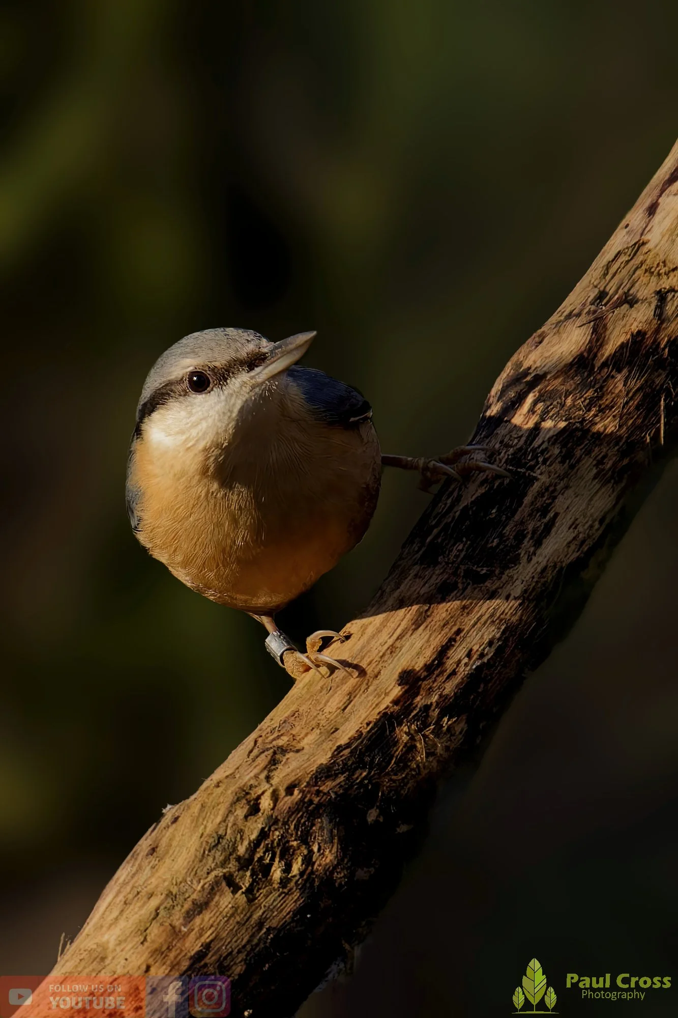 Nuthatch-00240.jpg