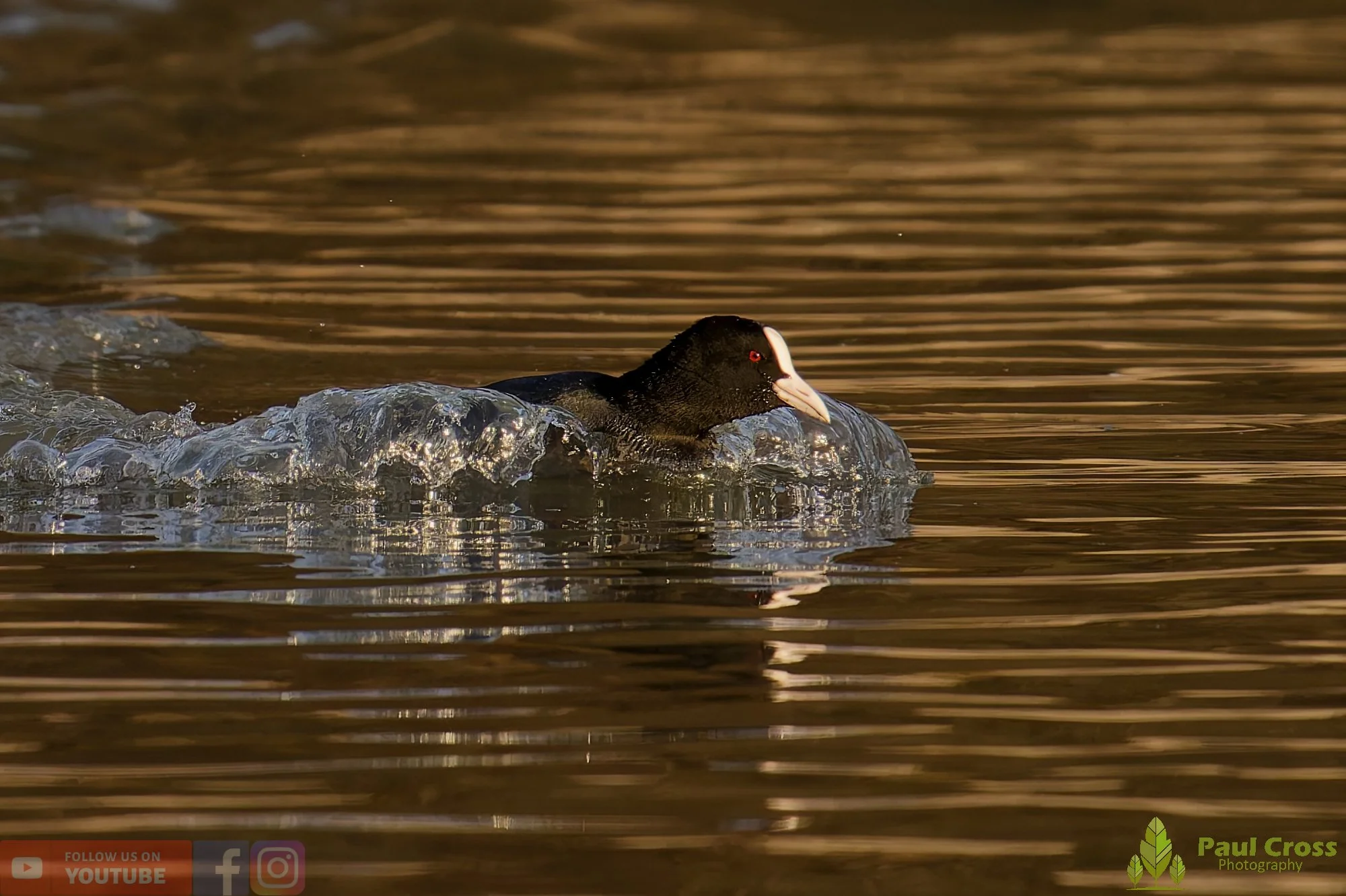Coot-00569.jpg
