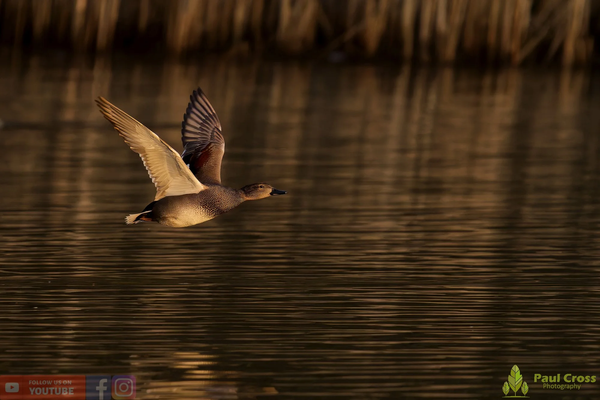 Gadwall-00290.jpg