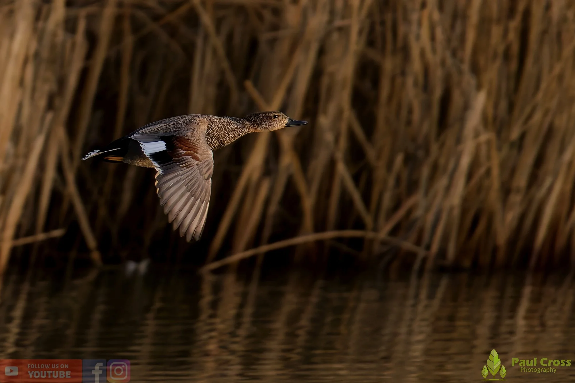 Gadwall-00294.jpg