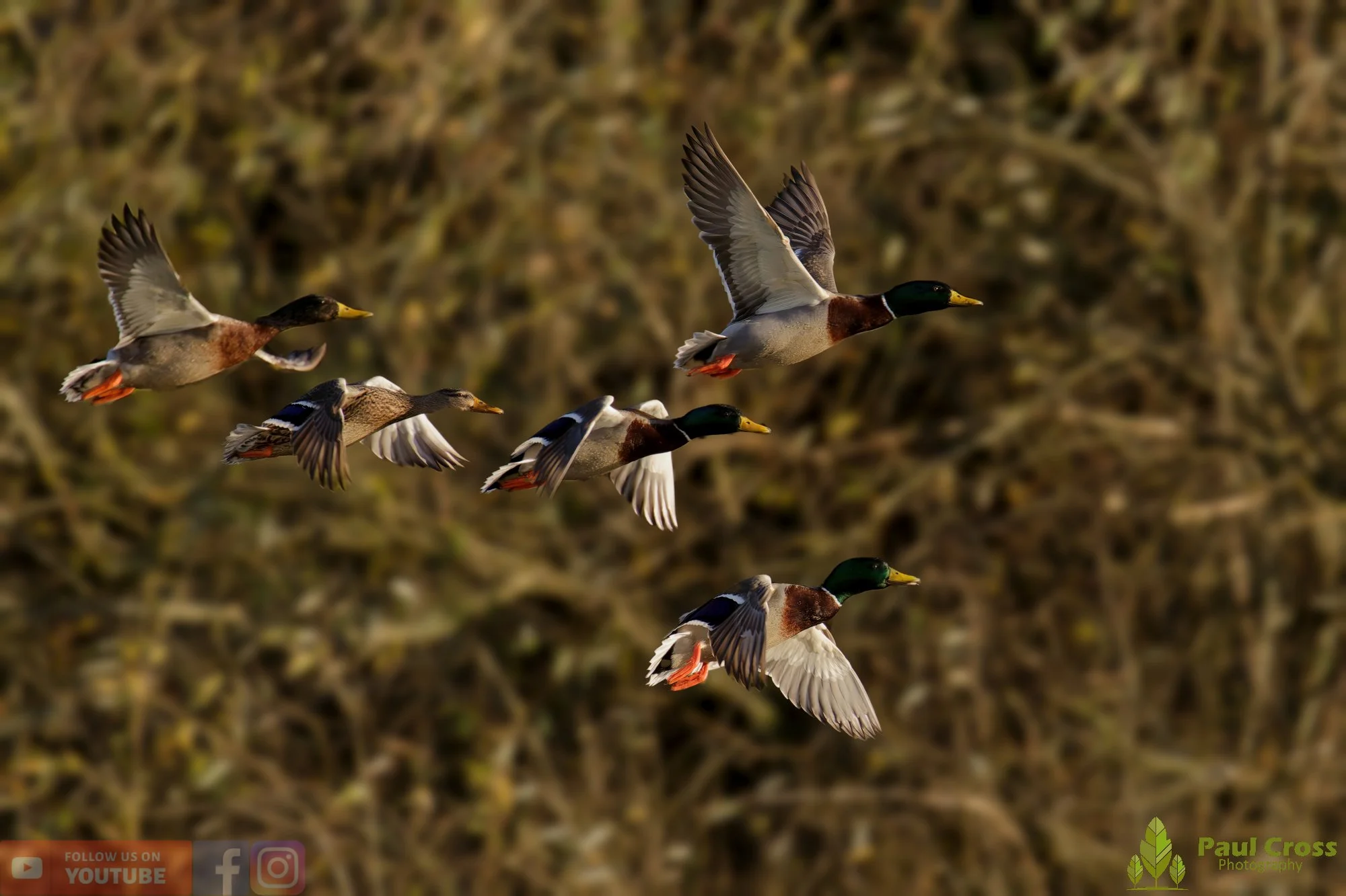 Mallard Duck-01180.jpg