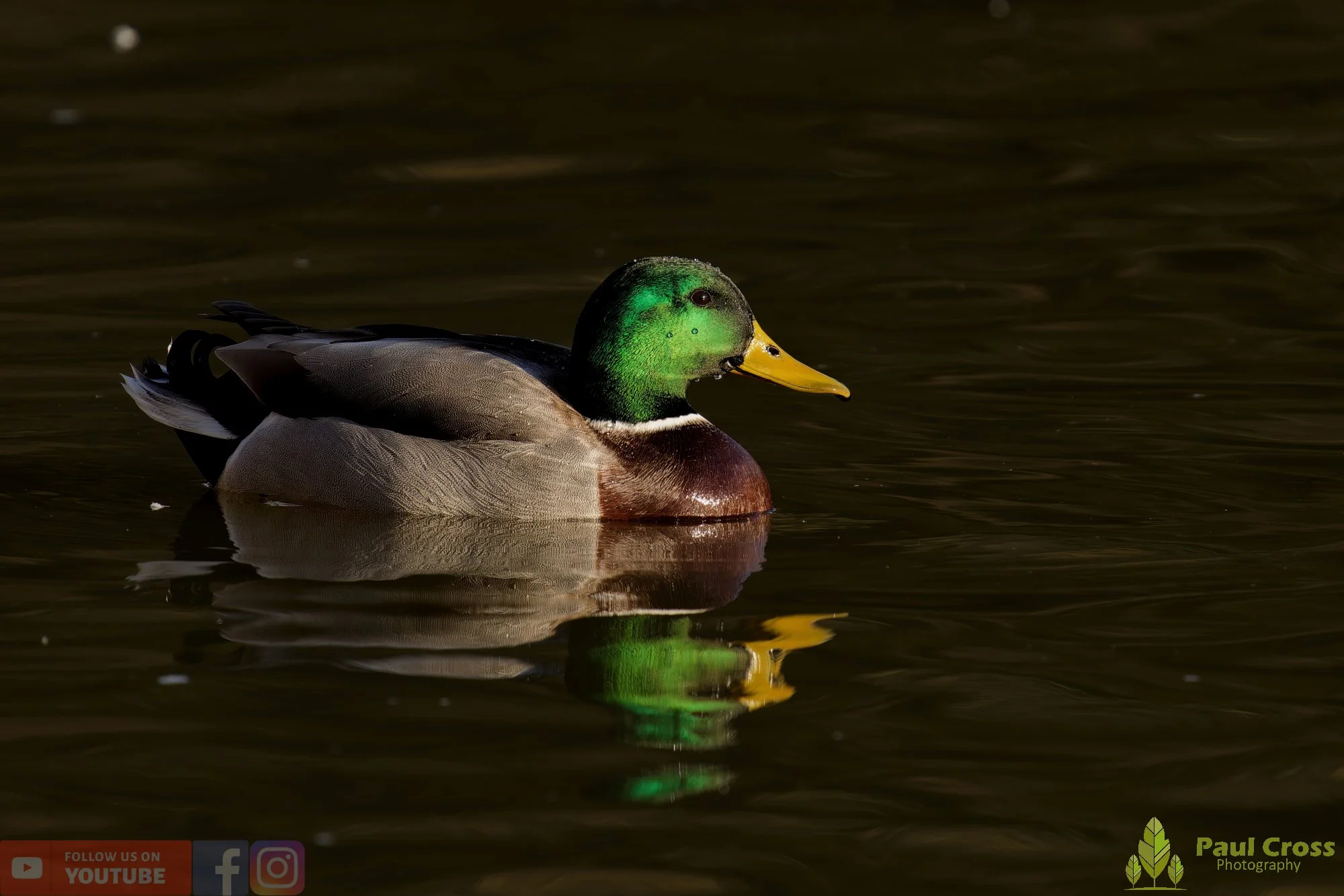 Mallard Duck-01182.jpg