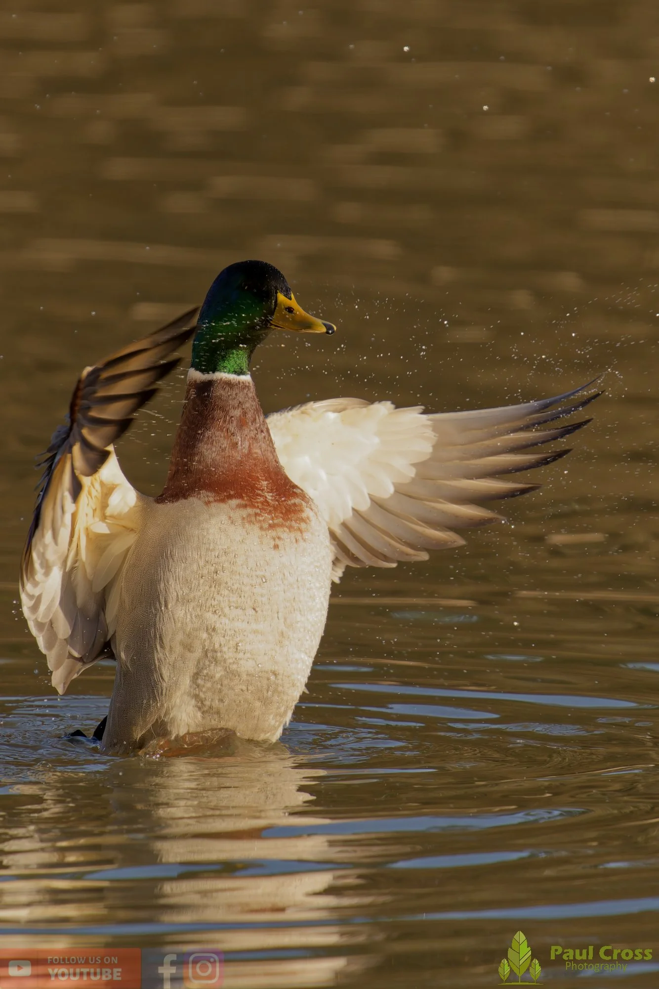 Mallard Duck-01183.jpg