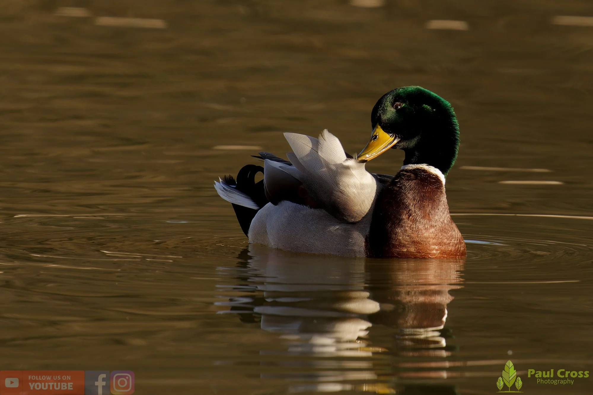 Mallard Duck-01184.jpg
