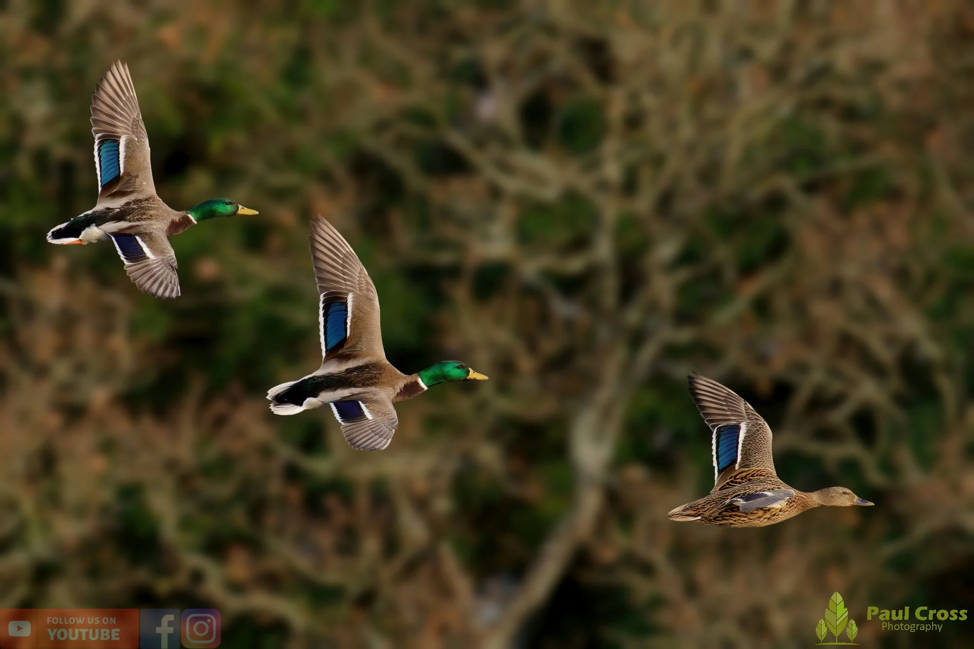 Mallard Duck-01186.jpg